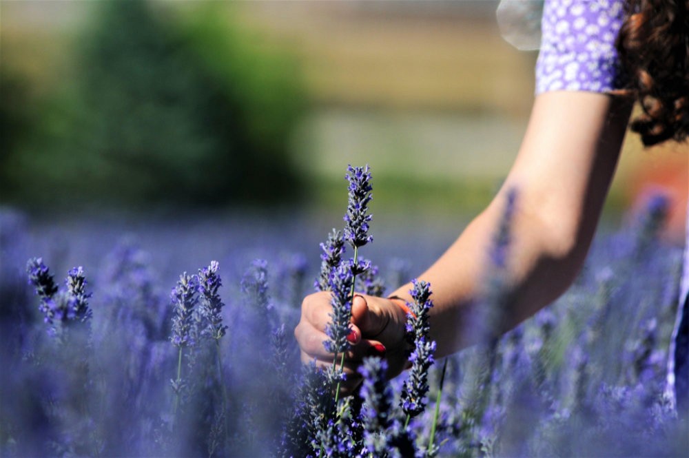 Picking one sprig of lavender out of field of thousands