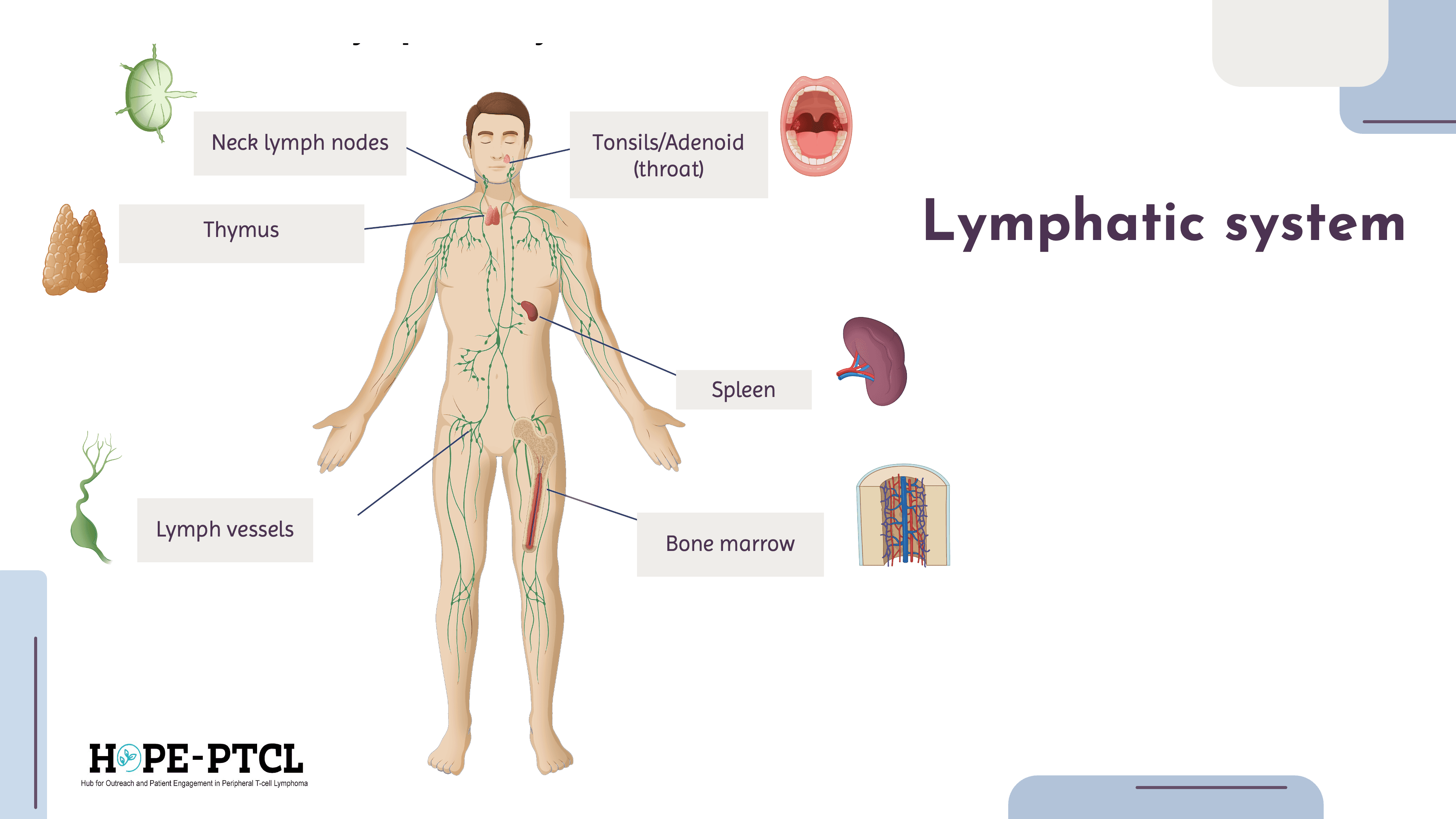 lymphatic system