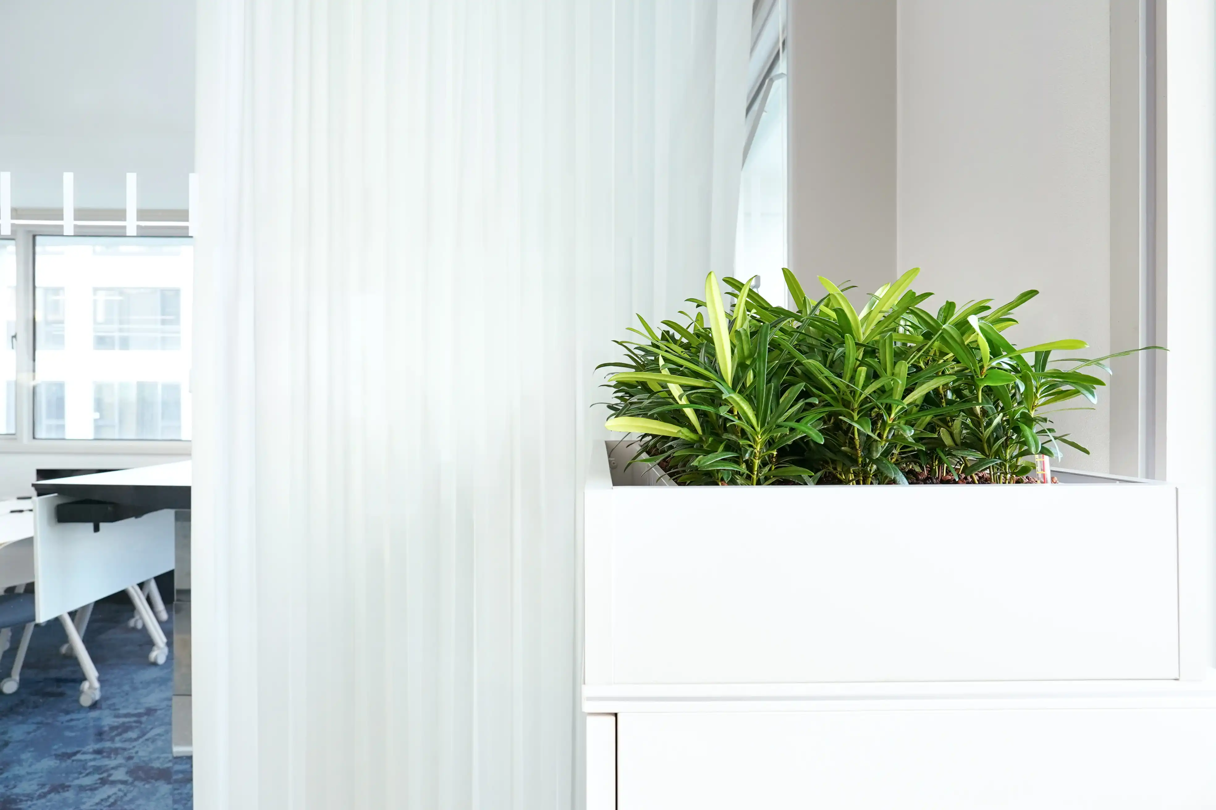 사무실 캐비닛정원. 수종은 나한송이다