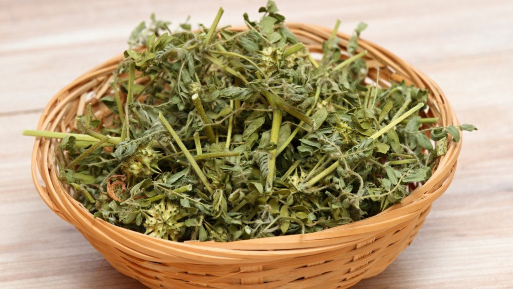 Tribulus Terrestris