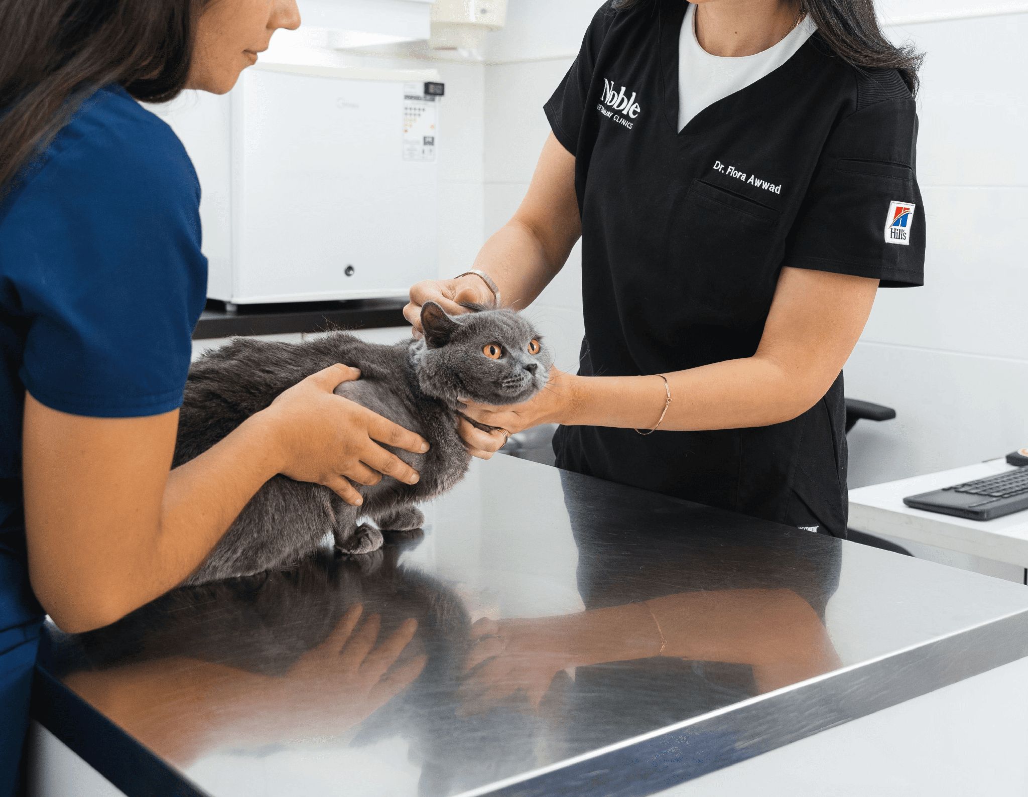 Two veterinarians are examining a gray cat and assessing its behavior.