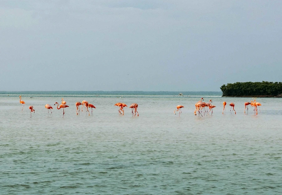 panoramic view of flamingos in Holbox