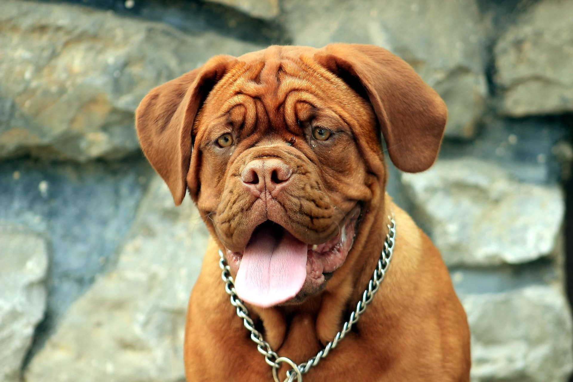A Dogue de Bordeaux is sticking its tongue out. It has a metal chain as a collar.