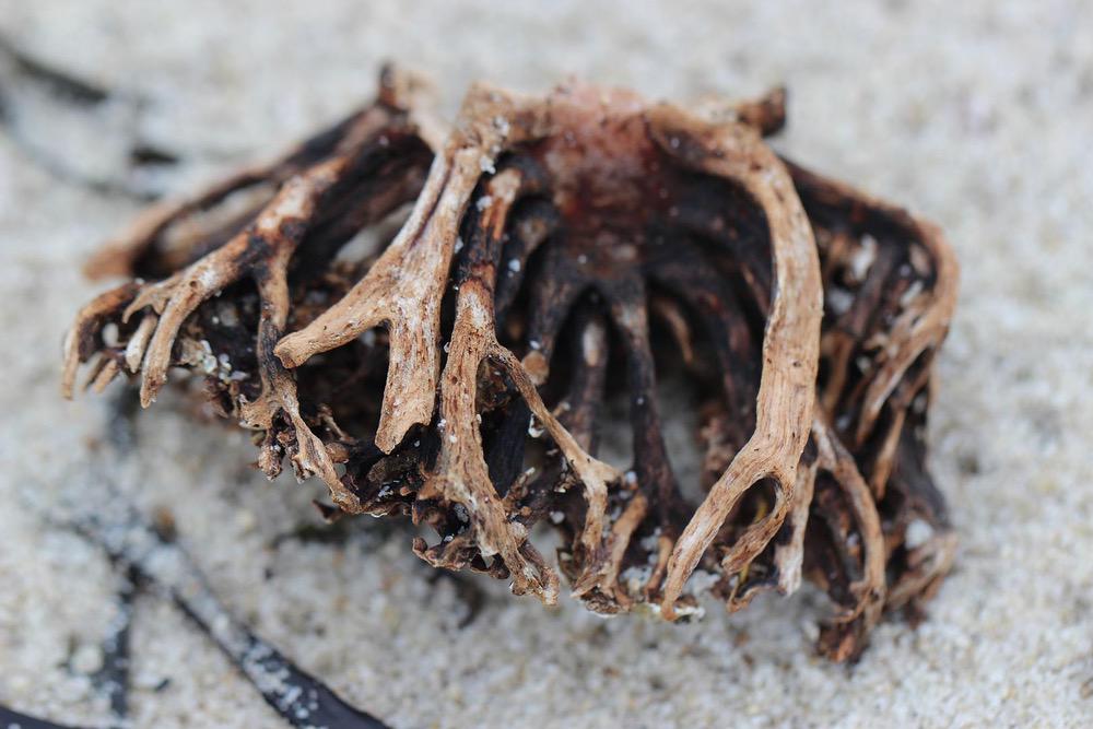 Shoshannah Phoenix - Heal - Dead sea weed