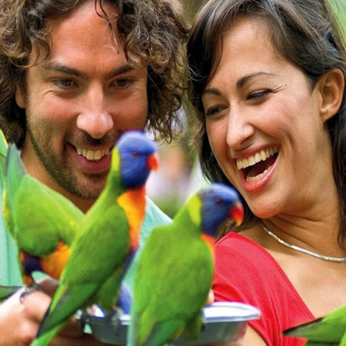 ملاذ كيرومبين للحياة البرية وتحدي قمم الأشجار