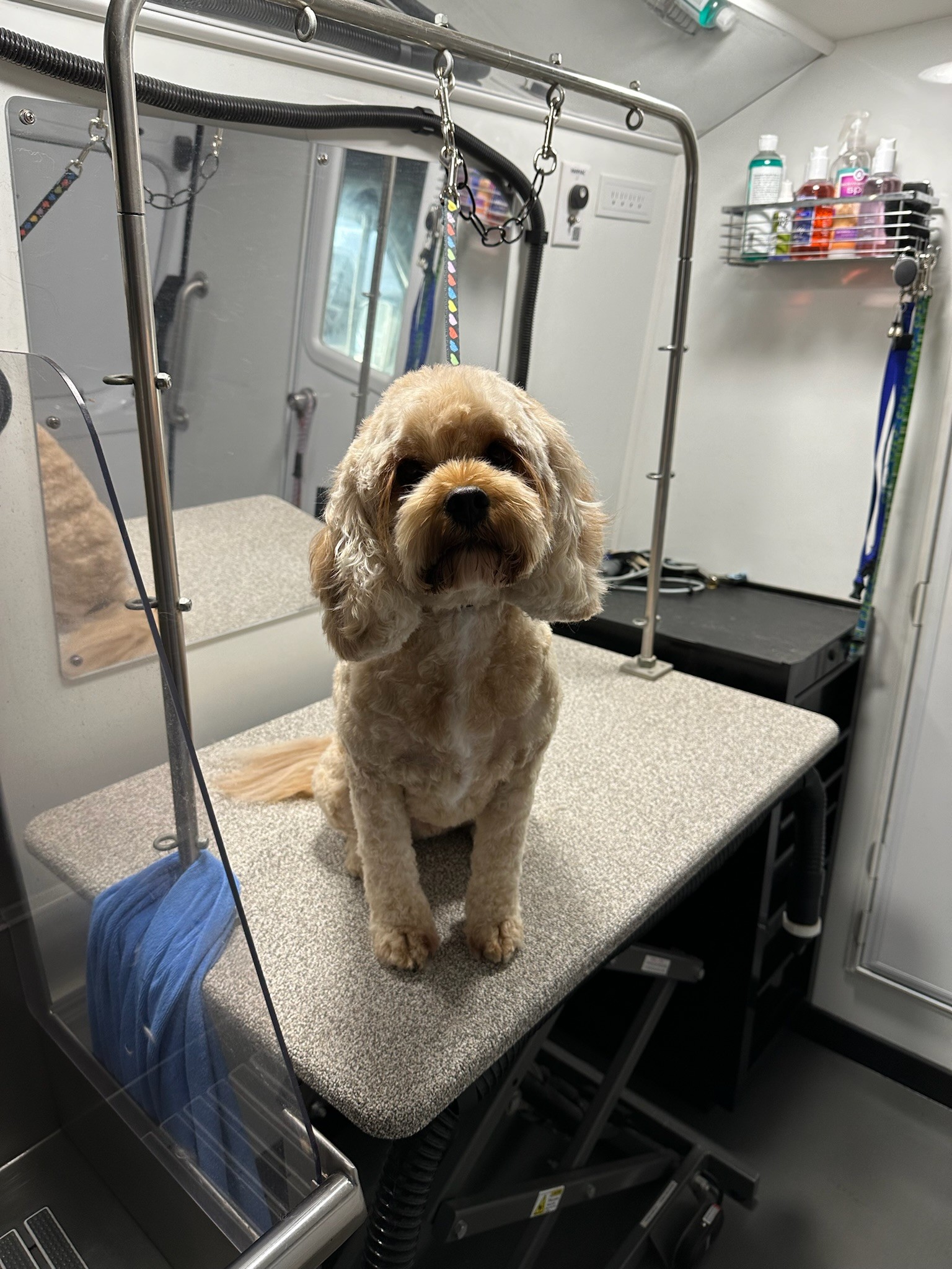 Dog sitting on grooming table in mobile dog grooming salon in SouthPark, Charlotte