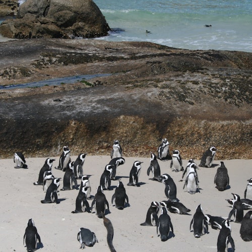 Kolonya ng Penguin sa Boulders Beach