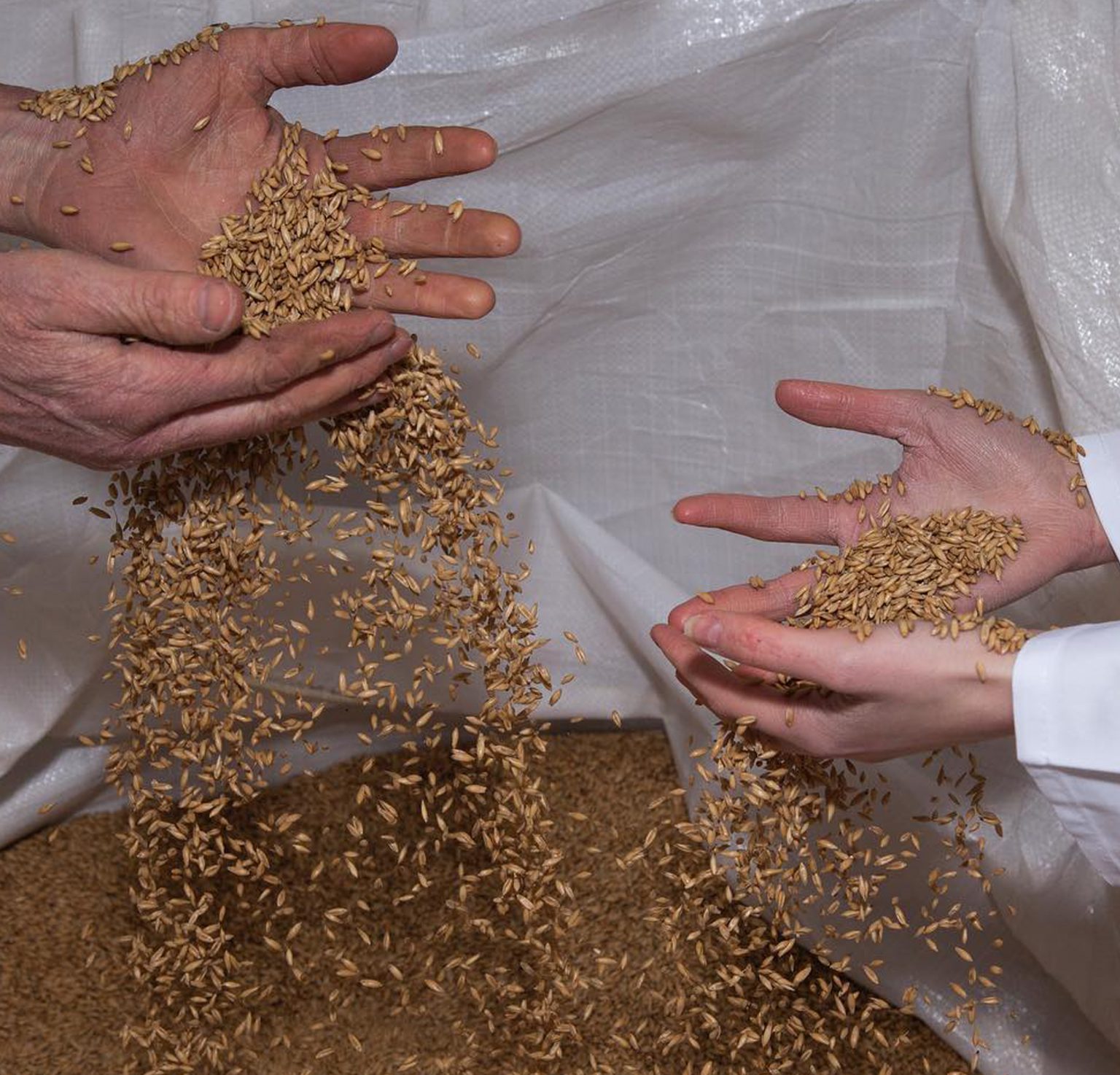 Flour and Oats growing on the Field to get supplied to As One Restaurant Dublin