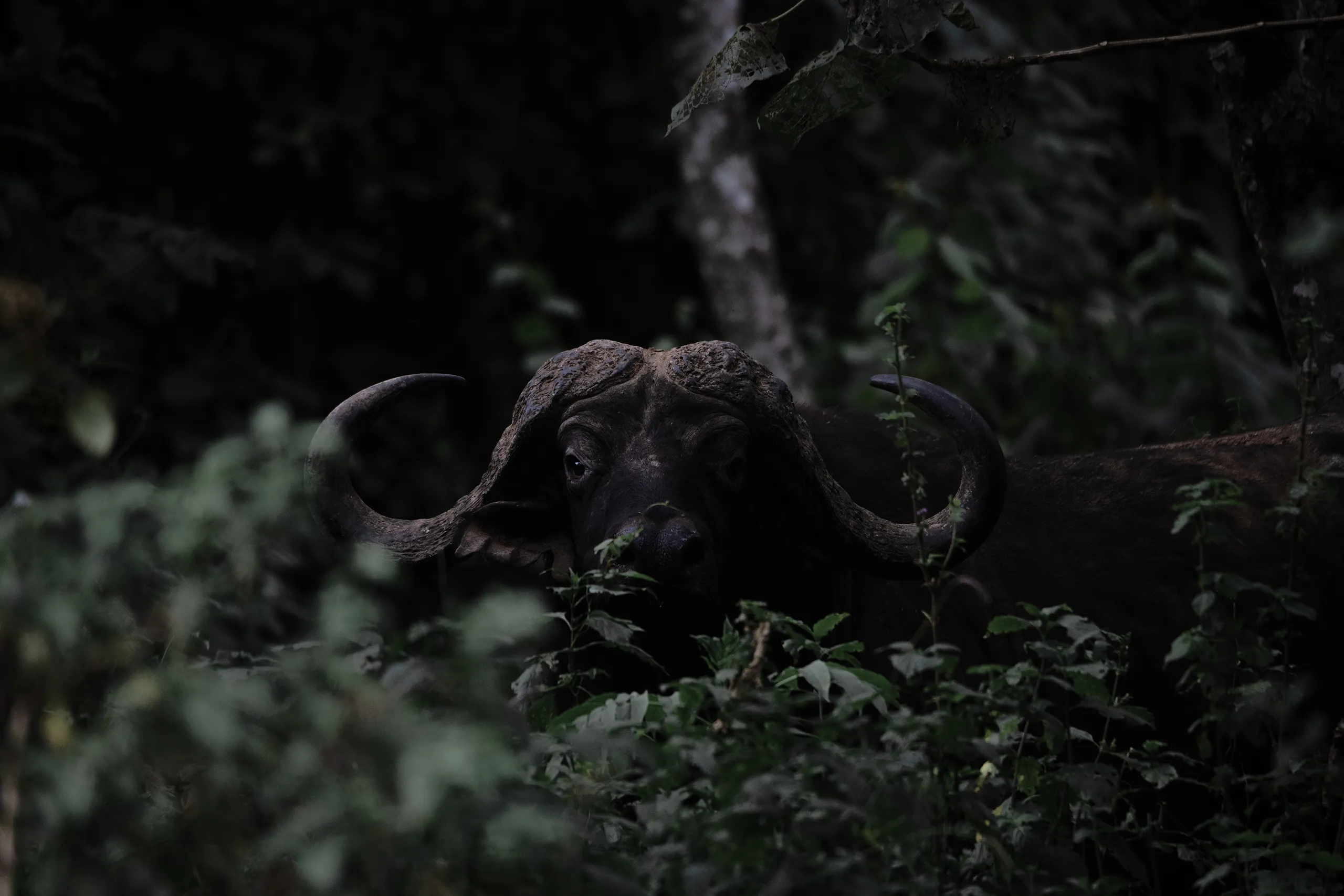 A moody shot of a water buffalo partially hidden by dark green leaves in the undergrowth.