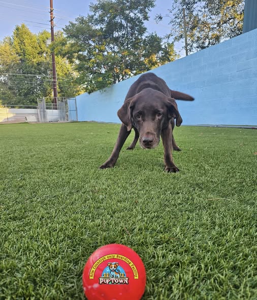 A Pup Town guest playing with a branded ball in the outdoor yard