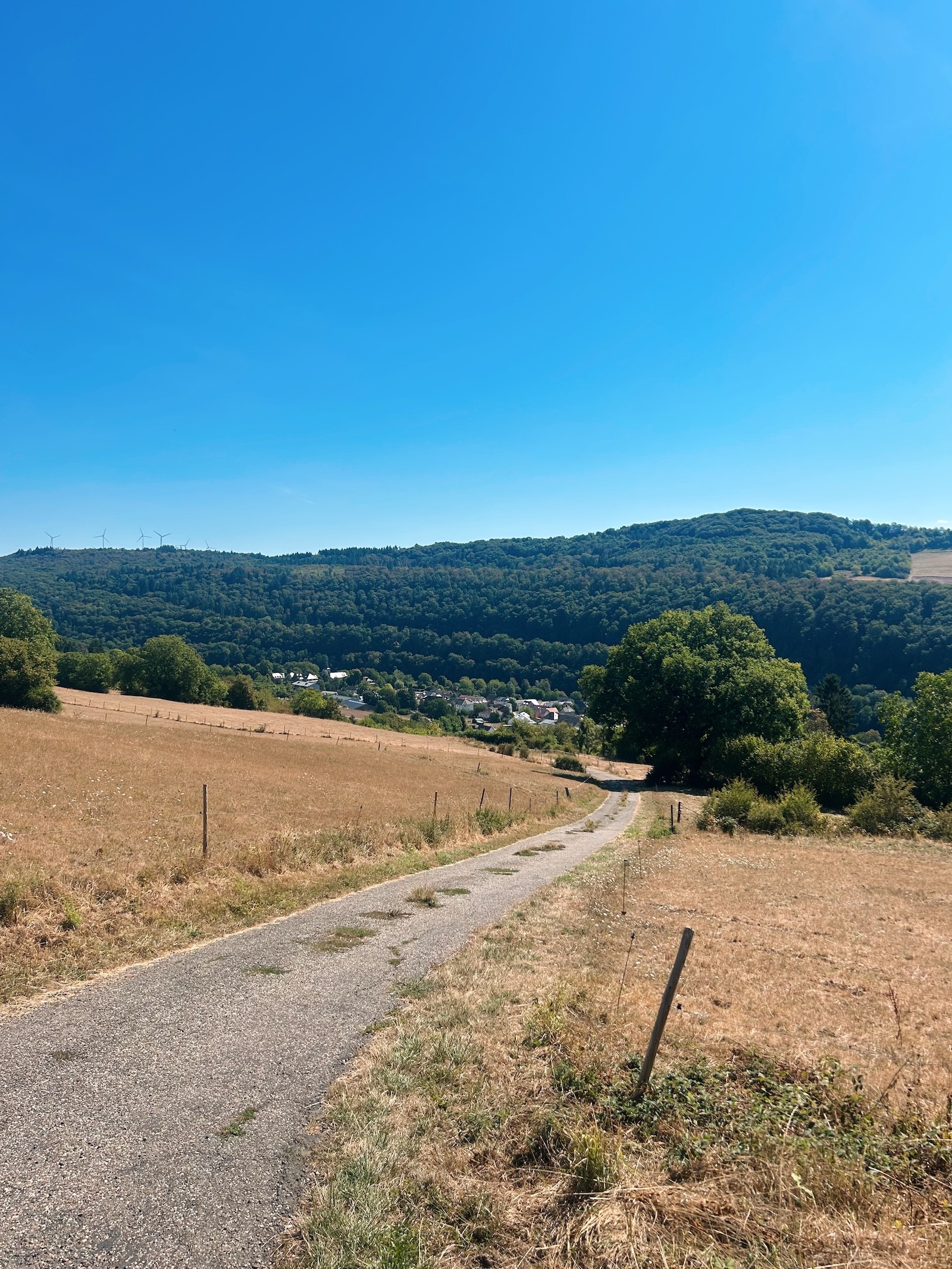 Golden fields flank the Mullerthal Trail on Route 1.