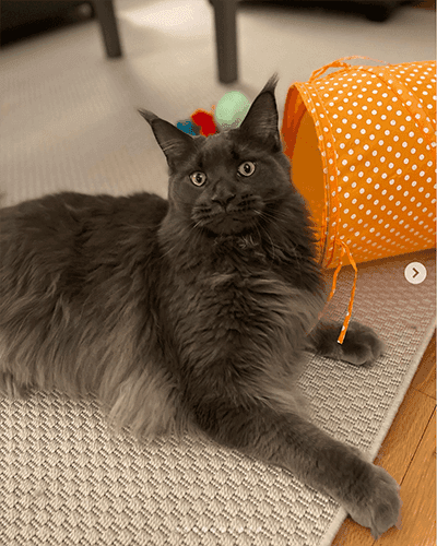 Cat Sits – How Much is Enough?