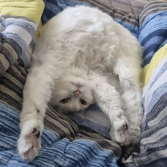 cat in yoga pose, flexible cat photo, funny cat stretching