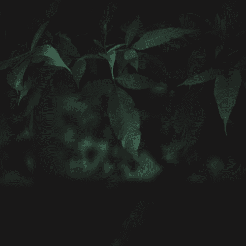 Dark Green Plants