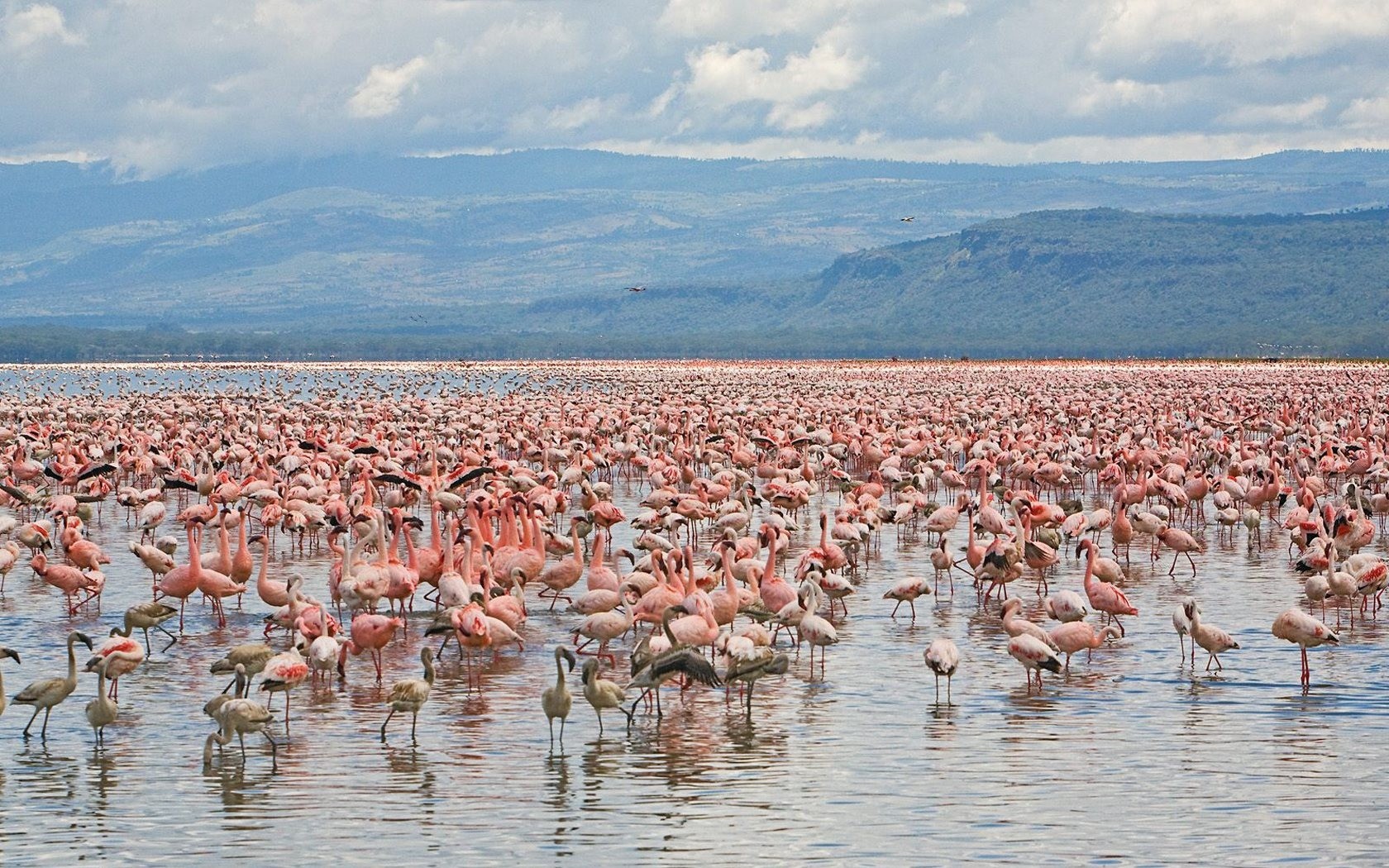 Flamingos gathered at Lake Nakuru in Kenya
