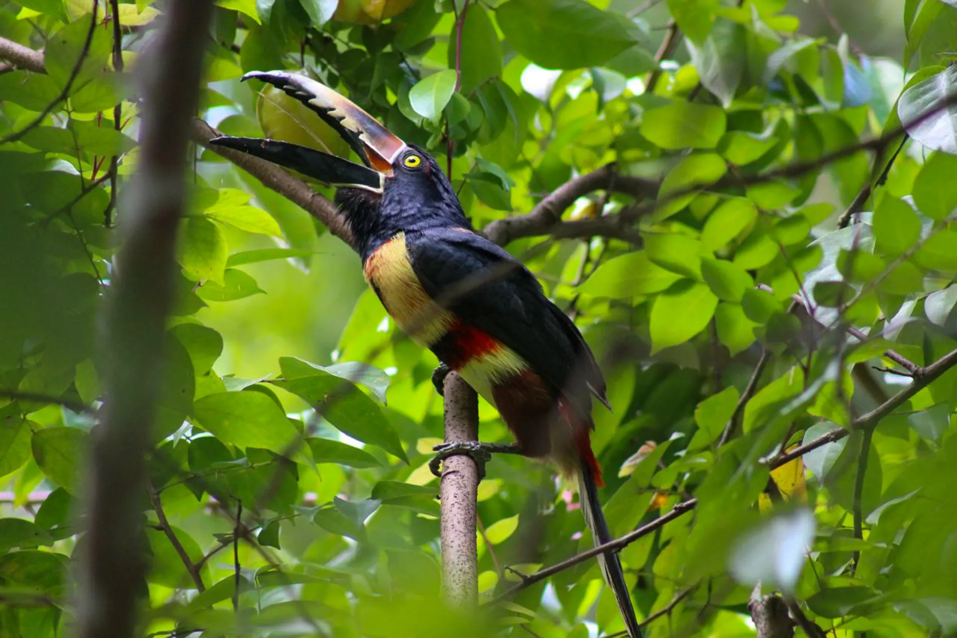 Collared aracari, a small toucan, perched among green leaves in Costa Rica