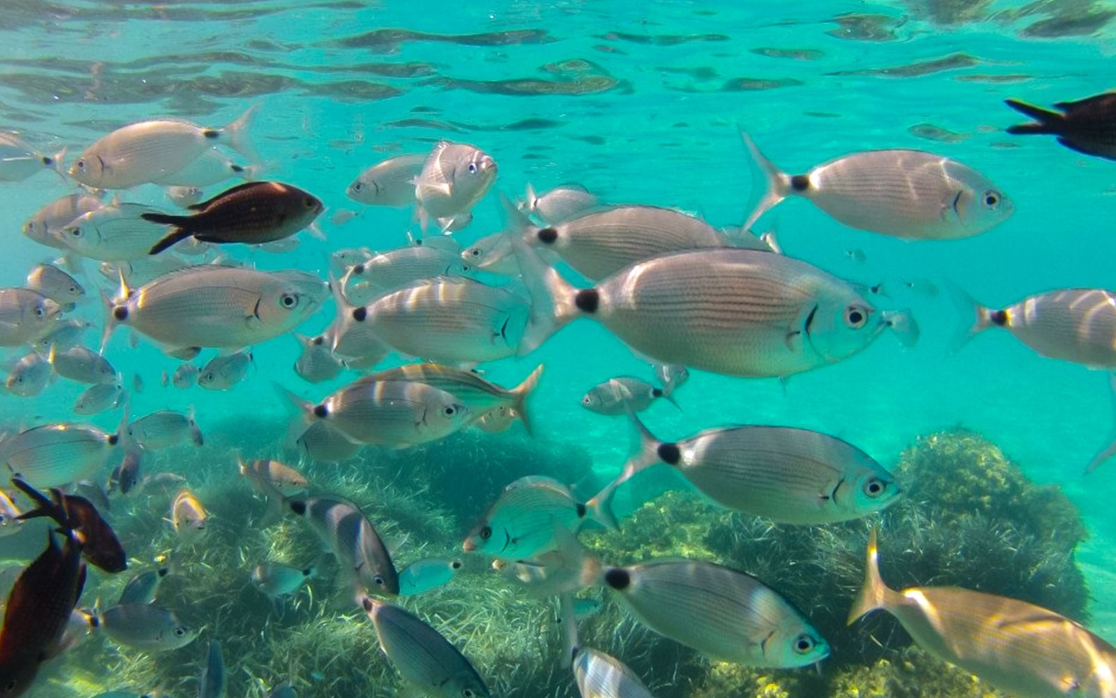 Underwater view of fish swimming near Chia, Sardinia, during a 4x4 tour from Cagliari.