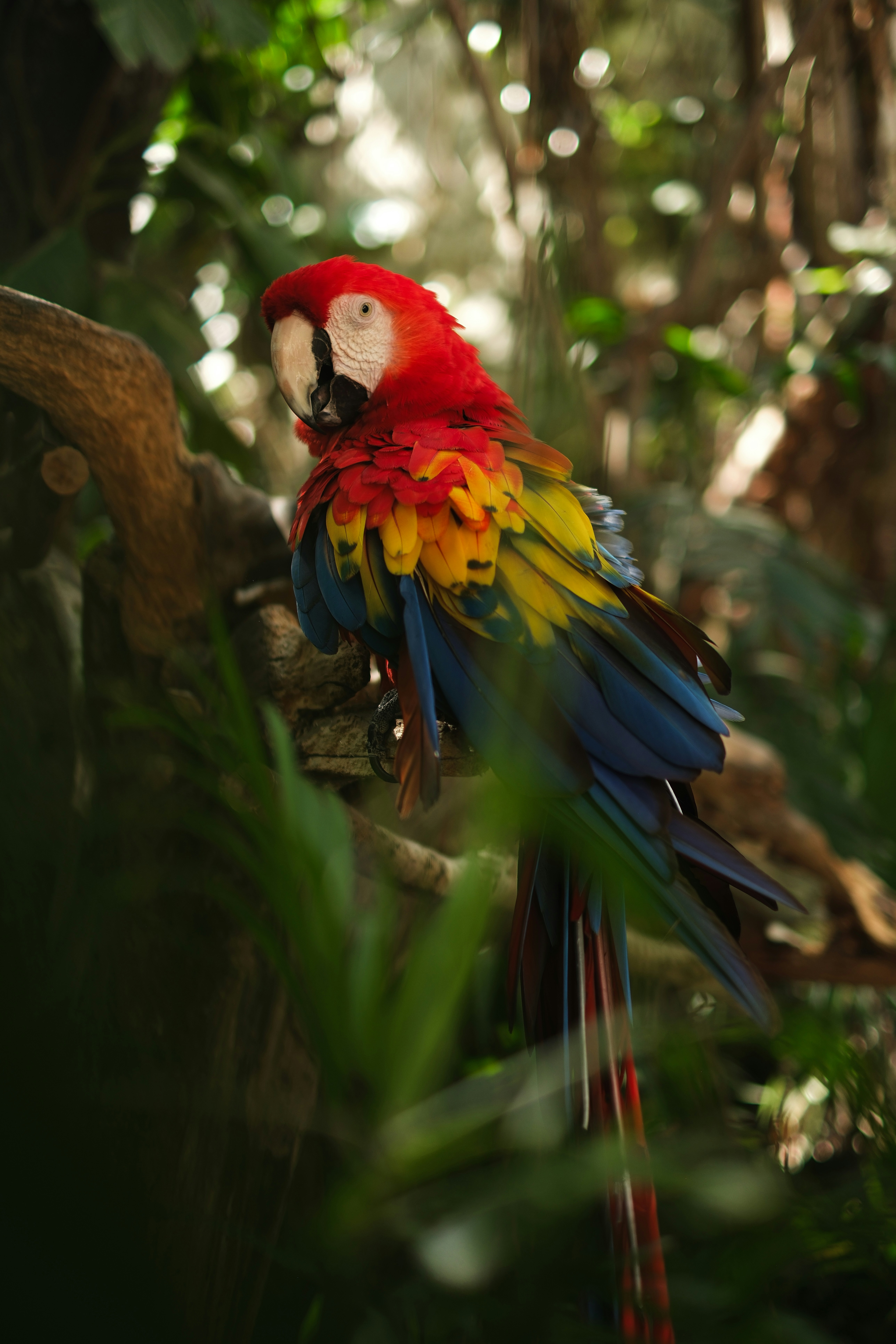 A colorful scarlet macaw perched on a tree branch.