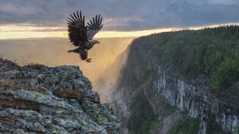 Sacred artwork by Faith and Verse. © Faith and Verse, 2025. All rights reserved. A black eagle with spread wings takes flight from a rocky cliff edge. Behind it, a deep forested gorge drops away under storm-lit sky. The bird ascends toward golden light breaking through clouds. The composition suggests transcendence and the transformation of earthly prince into heavenly patron.
