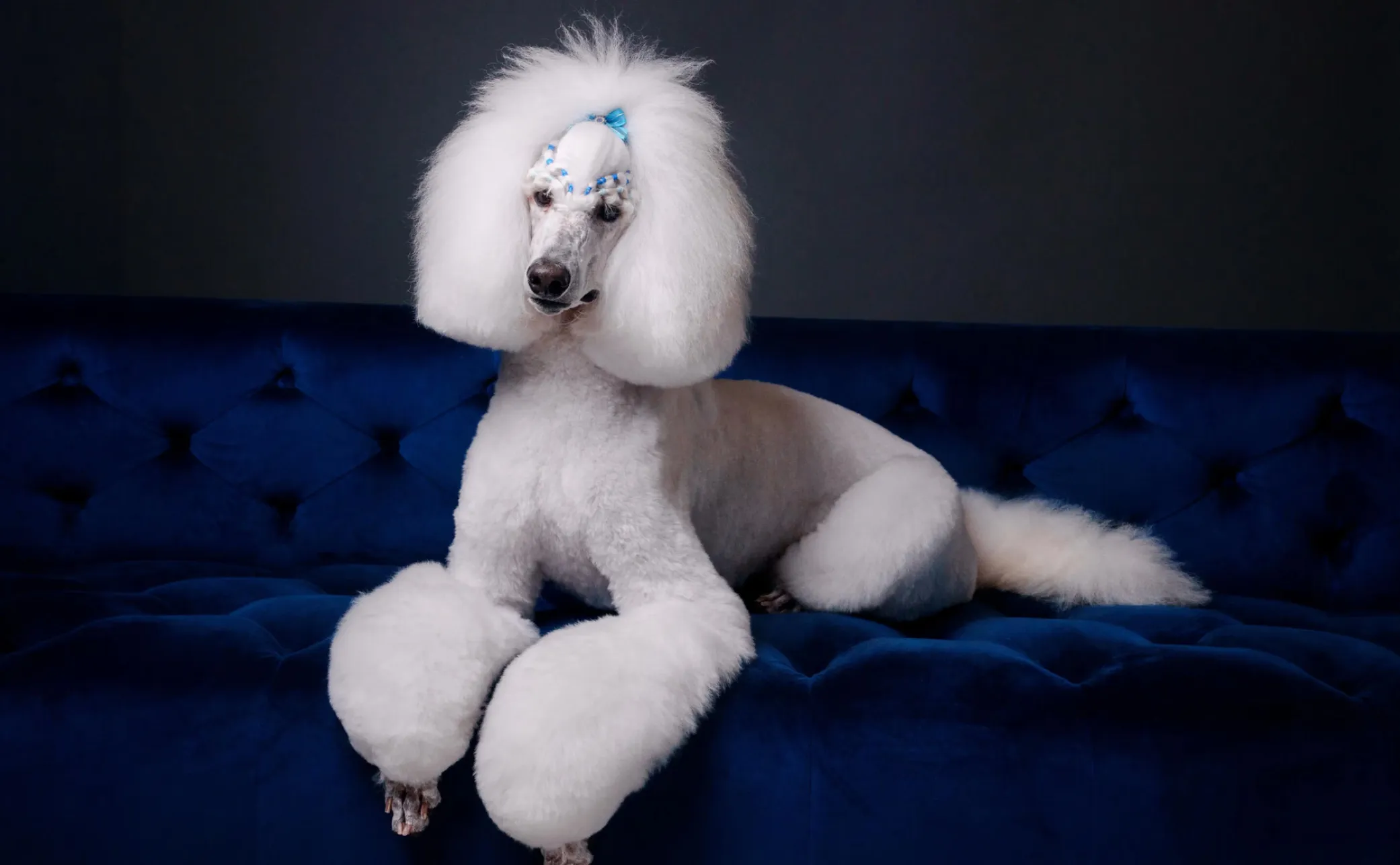 White poodle resting on a navy sofa at MIMO University Heights.