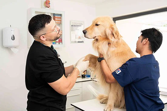 Two veterinarians are checking a dog's physical health and mobility.