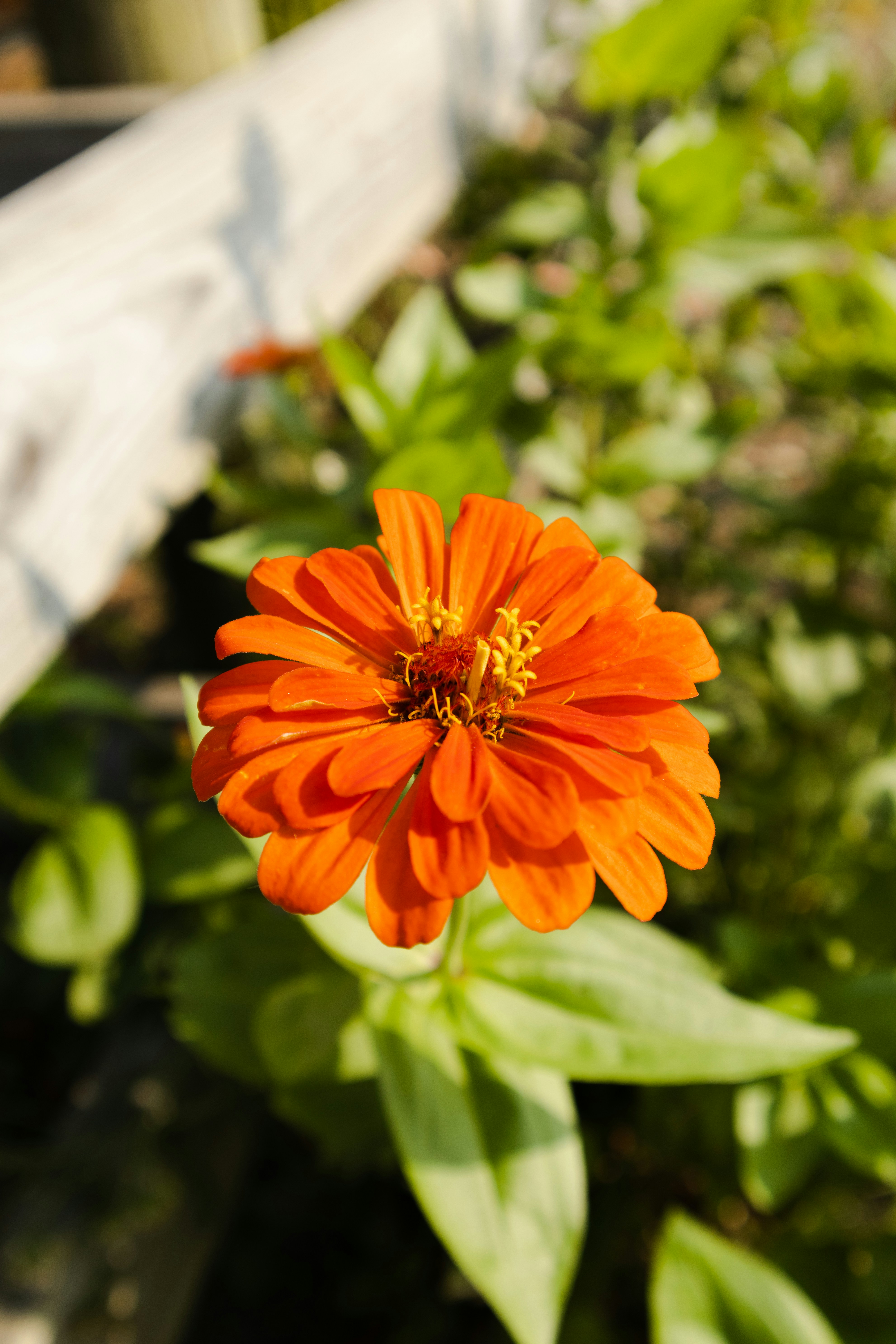 a flower with leaves