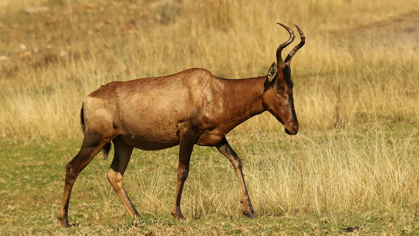 The Kongoni