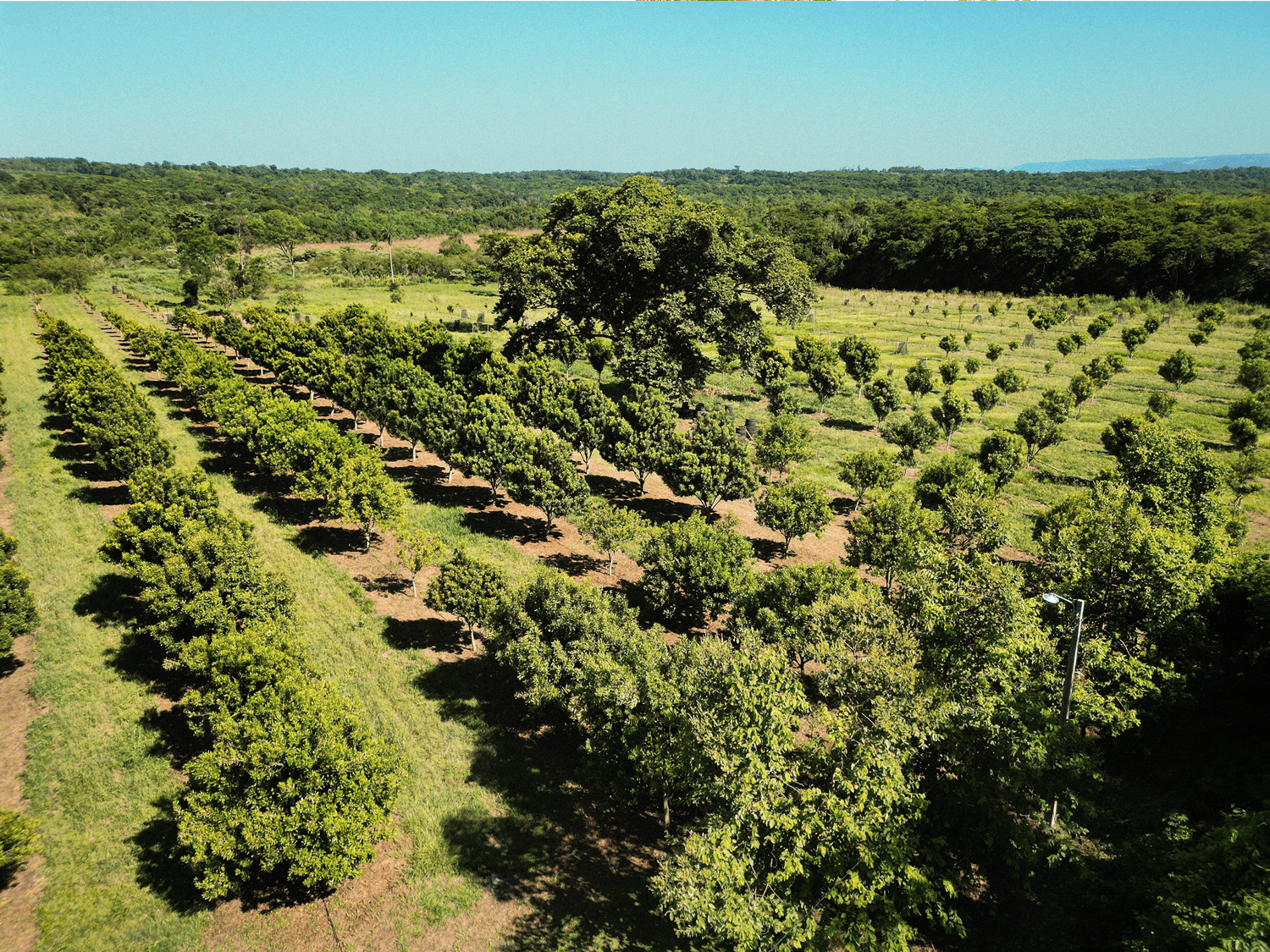 macadamia nuts