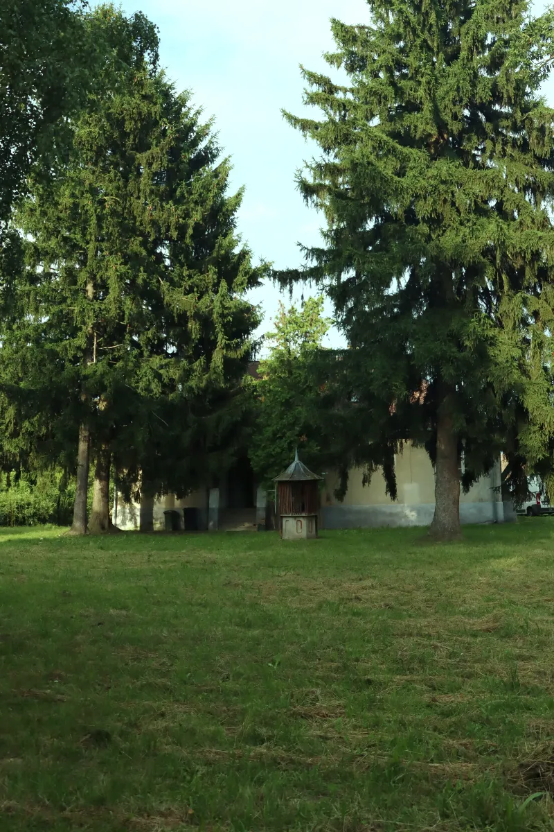 green trees under white sky during daytime