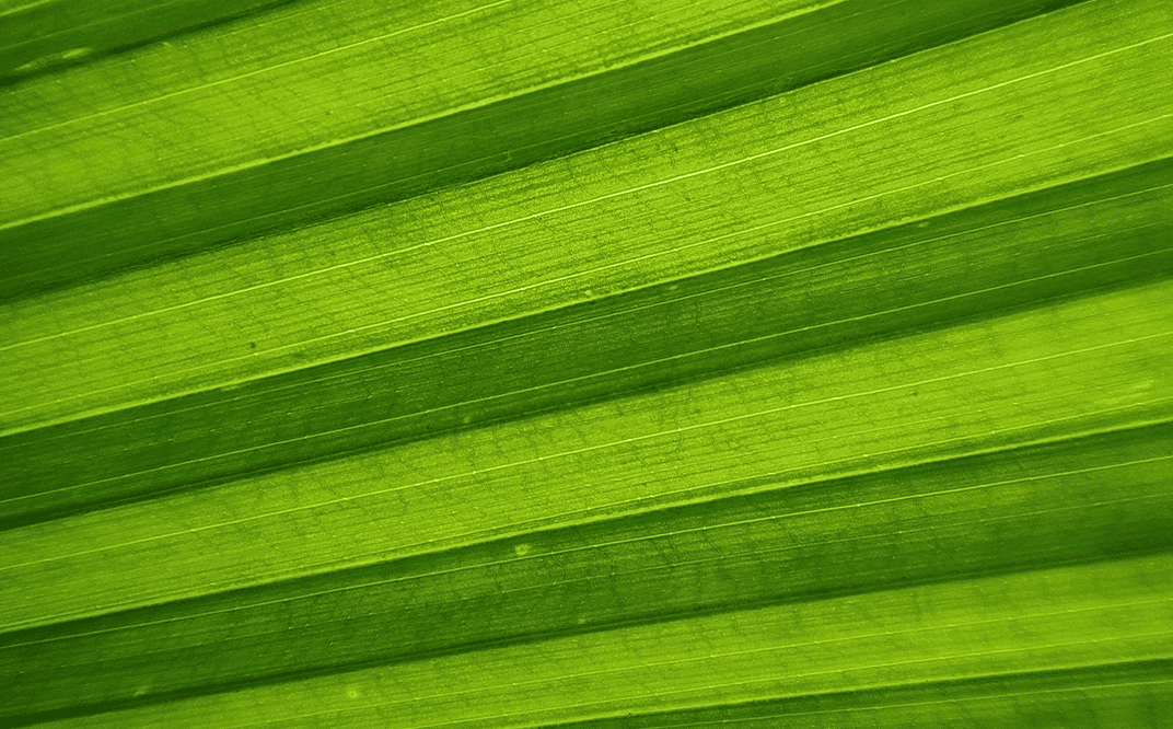 Green Fern