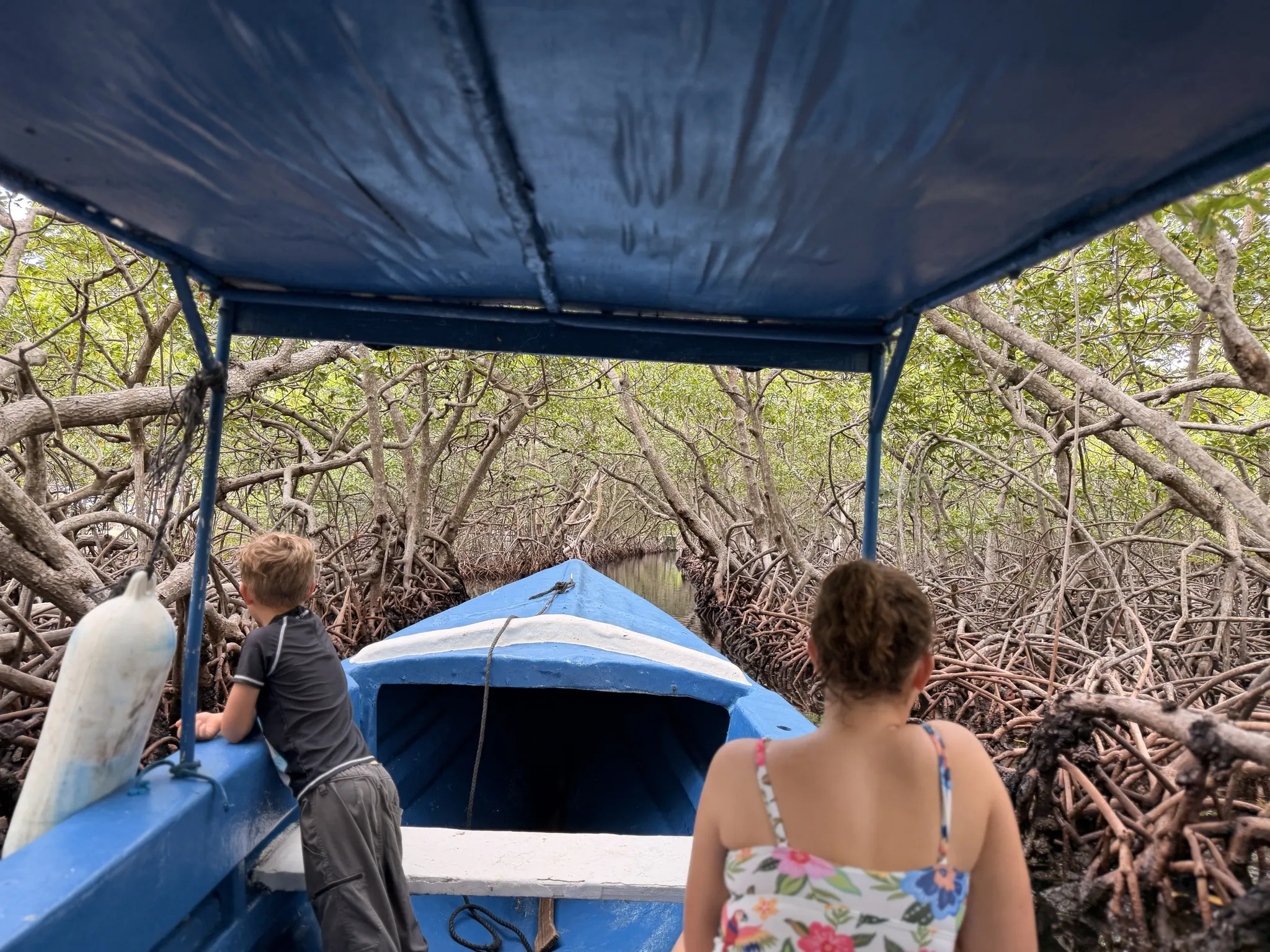 A narrow mangrove channel seen from the bow of a boat near Oak Ridge, Roatán