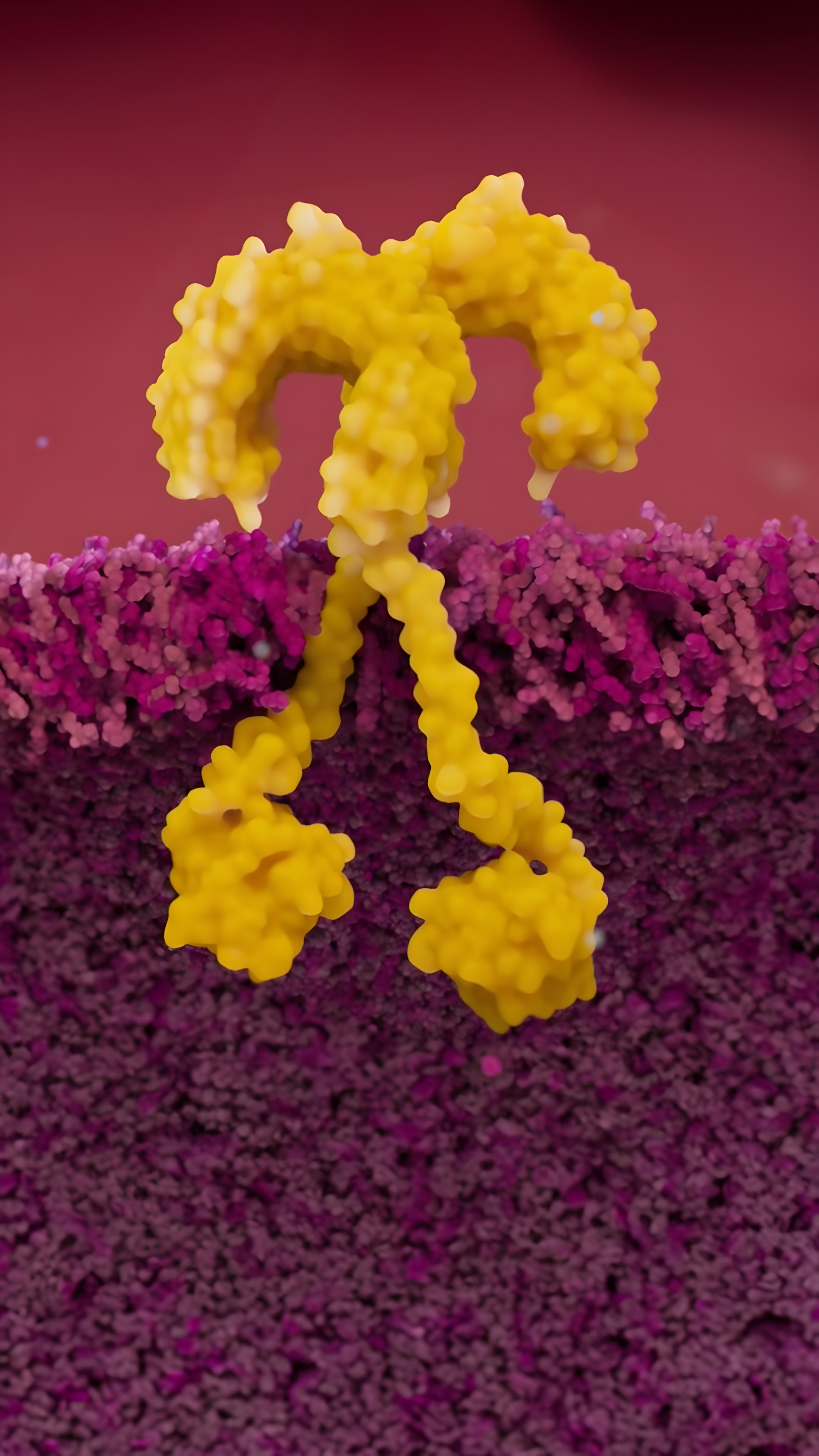 3D visualization of the TLR2 receptor embedded in the membrane