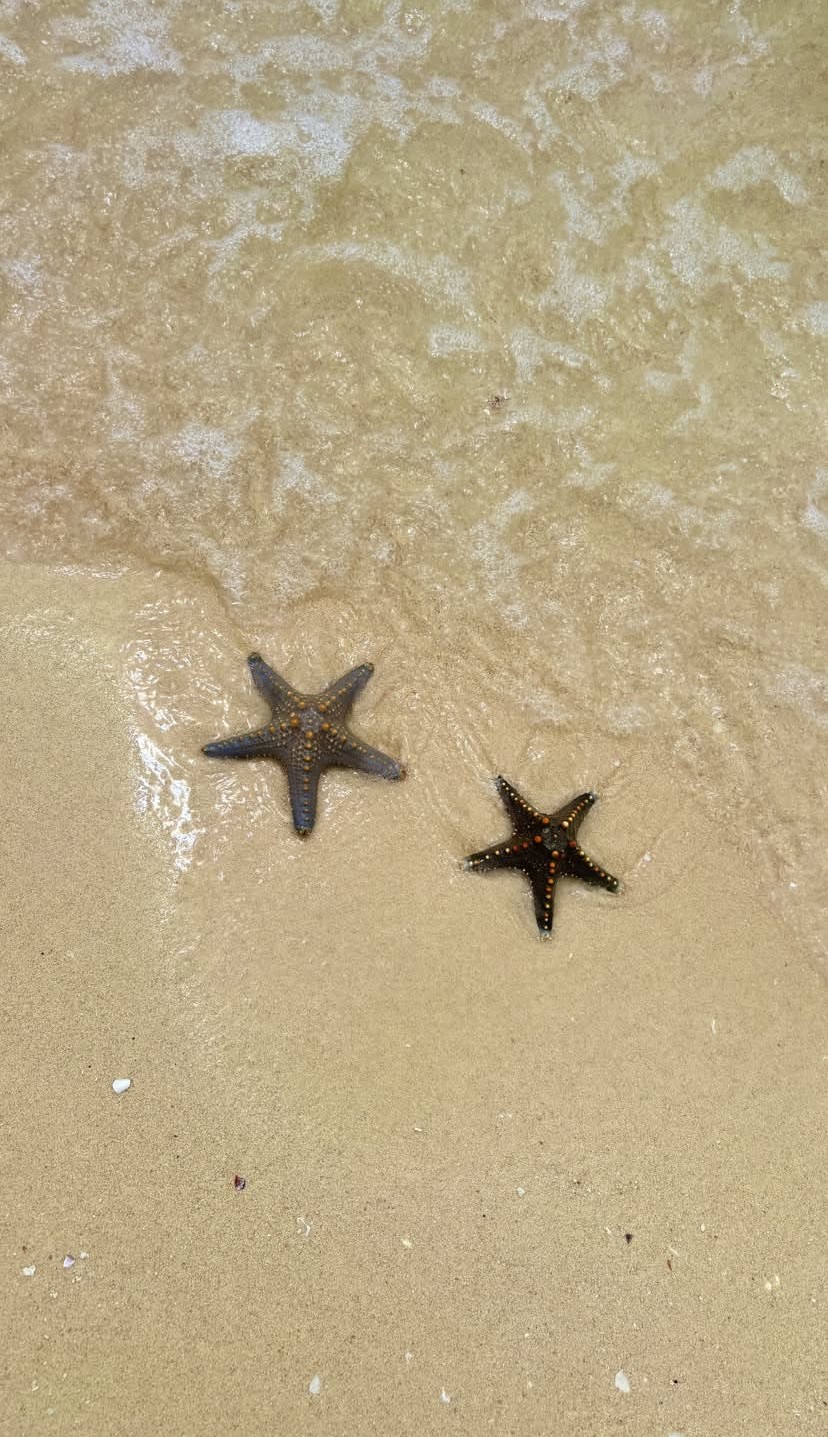 two starfish on the beach