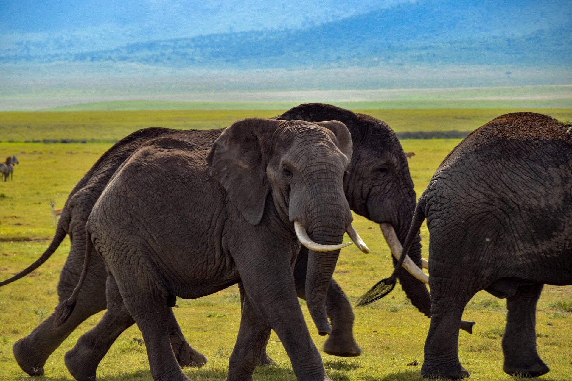 The Land of Giants: Tarangire Safari