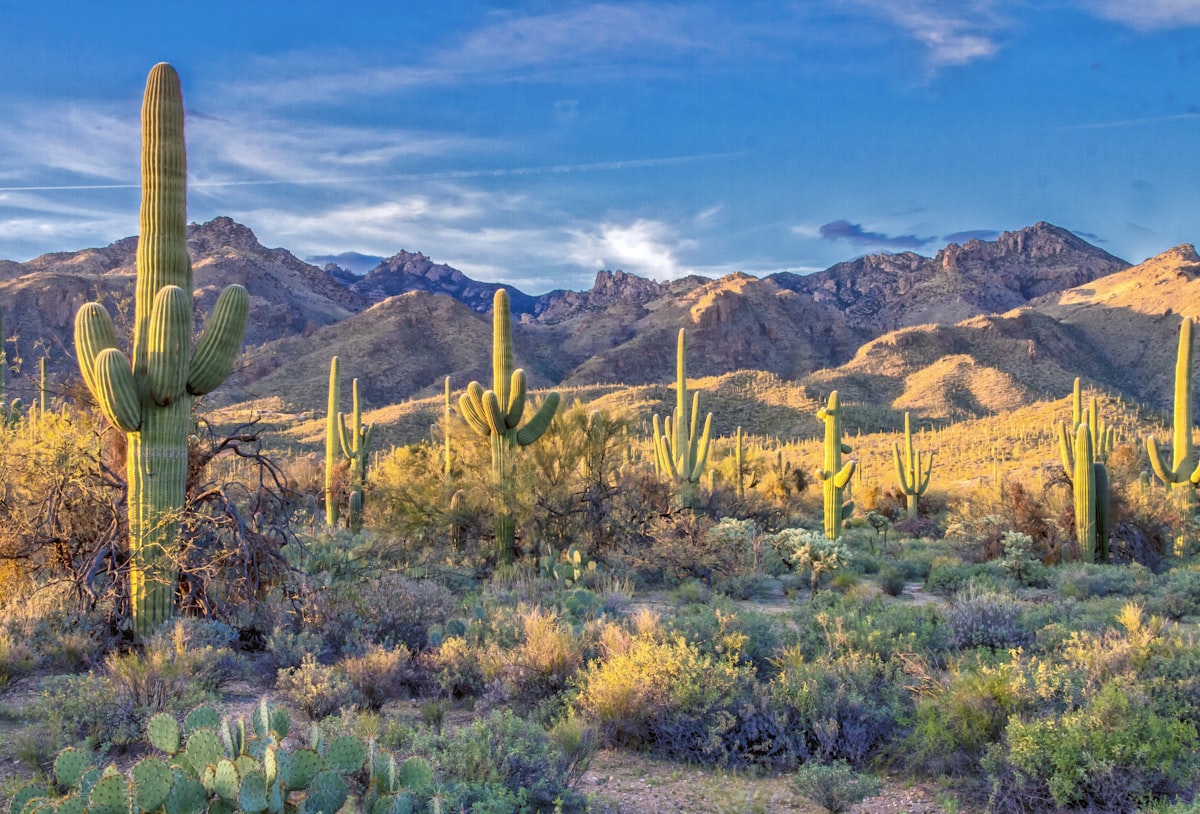 Saguaro cacti and desert mountains in warm Arizona light on a mild December afternoon