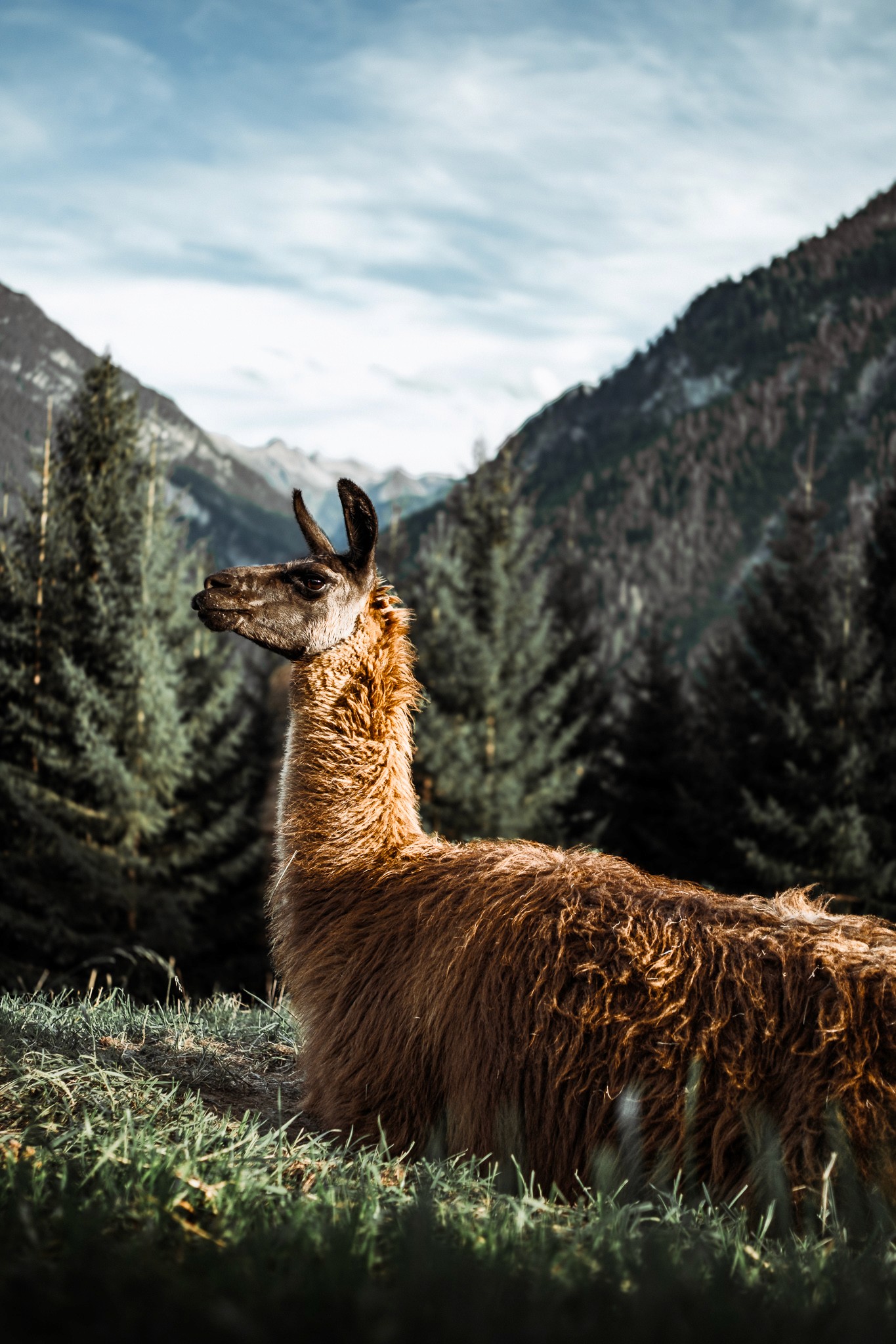 Neugieriges Alpaka mit Blick auf die majestätischen Alpen – tierische Begegnungen im Chaletdorf
