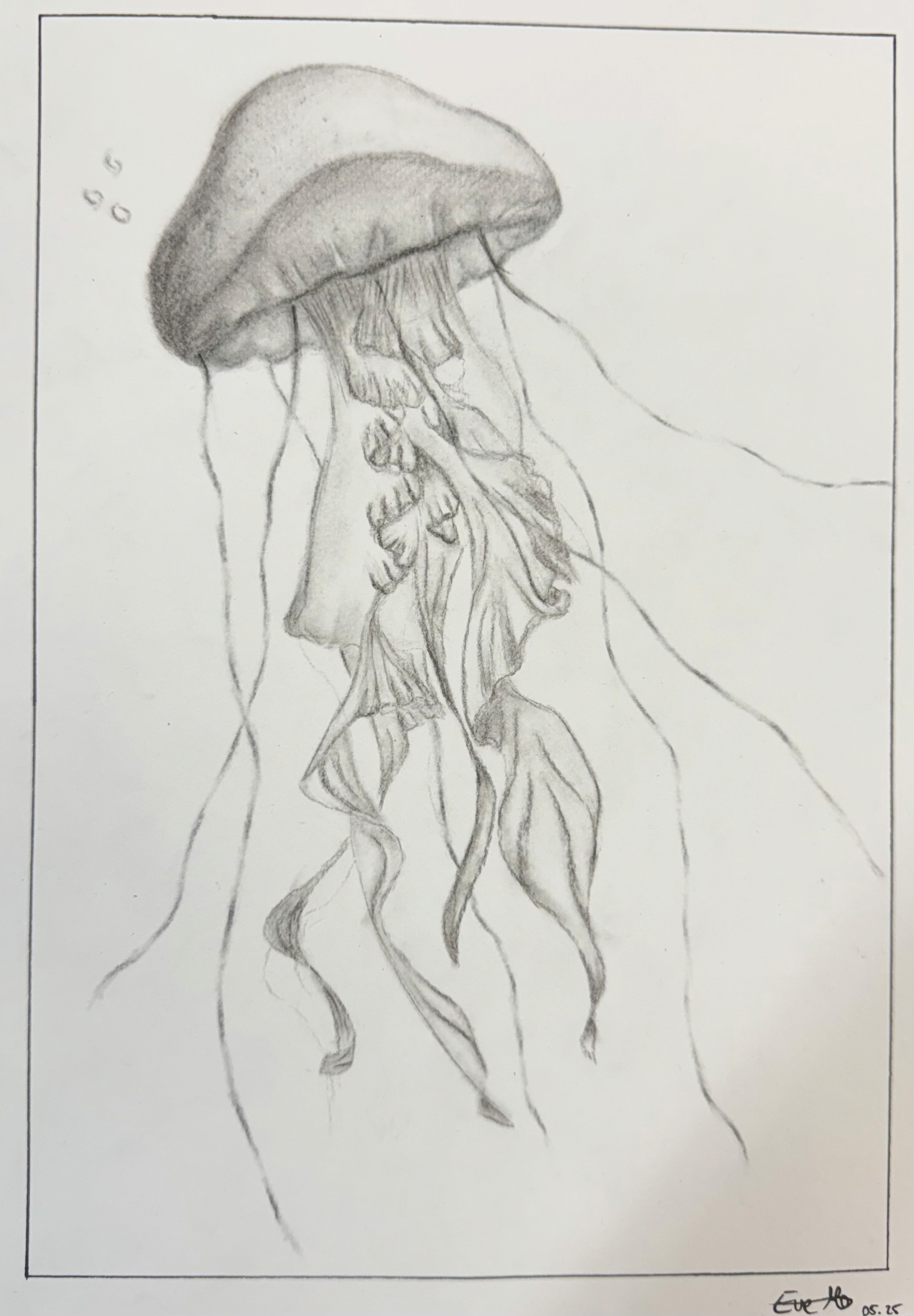 Jellyfish