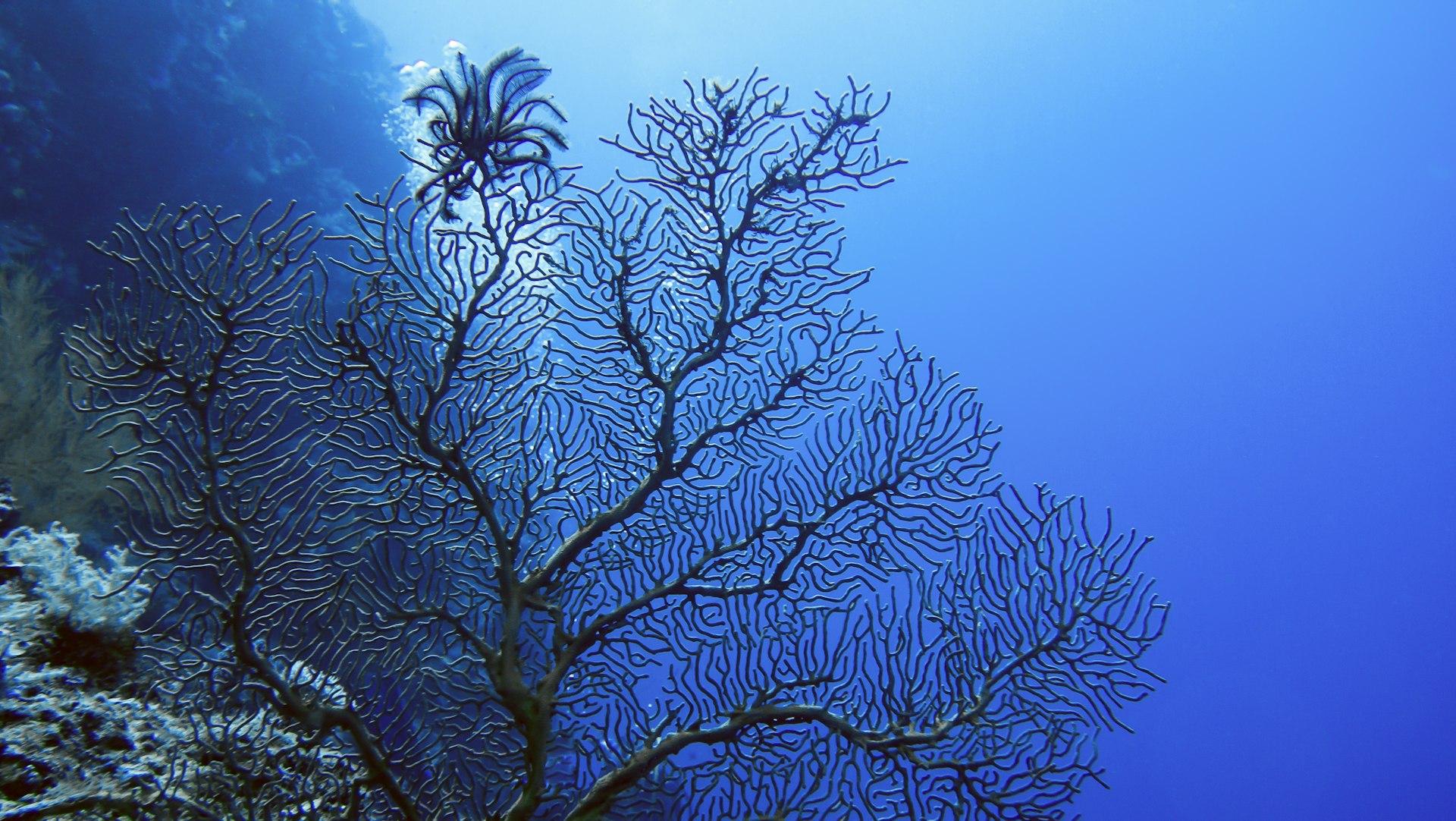 A large gorgonian sea fan spreading into deep blue water beside a coral wall