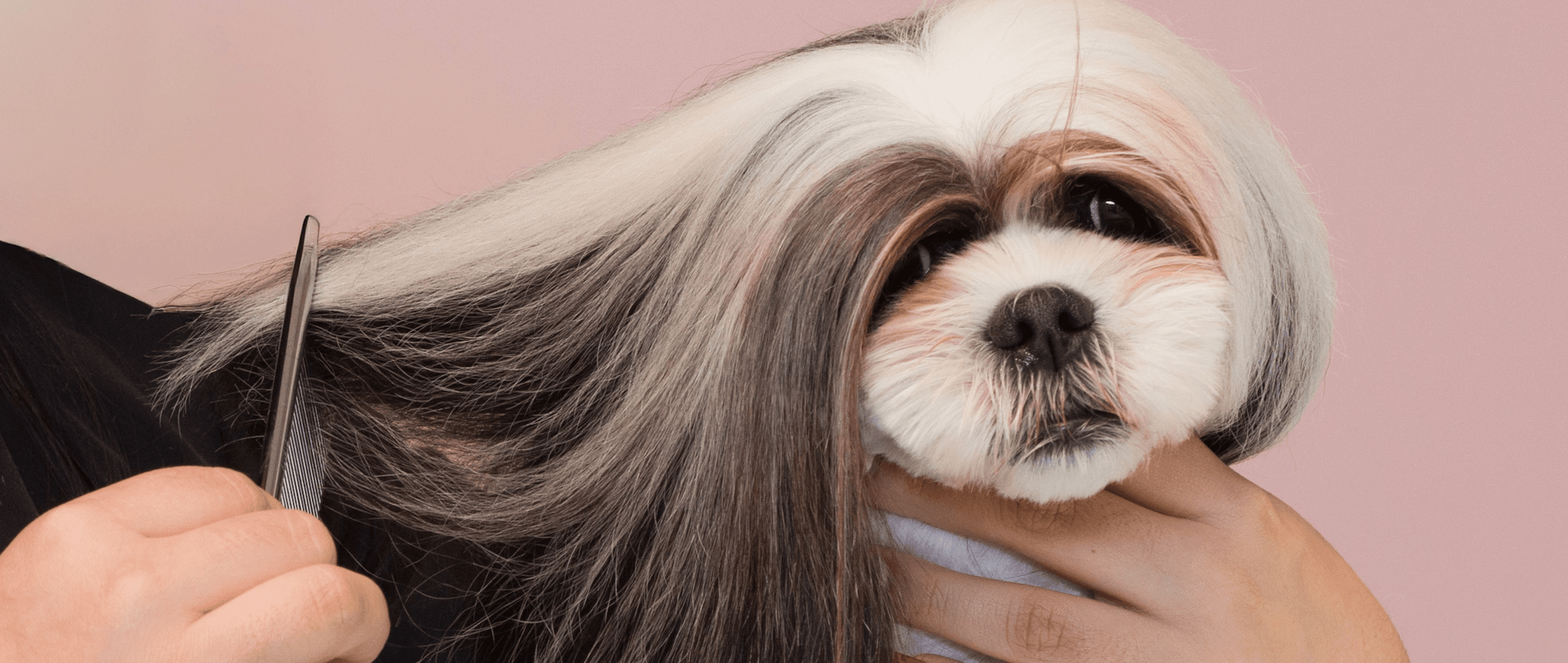 “Close-up of a groomer styling a Shih Tzu with long, silky white and brown hair, carefully combing the coat against a soft pink background.