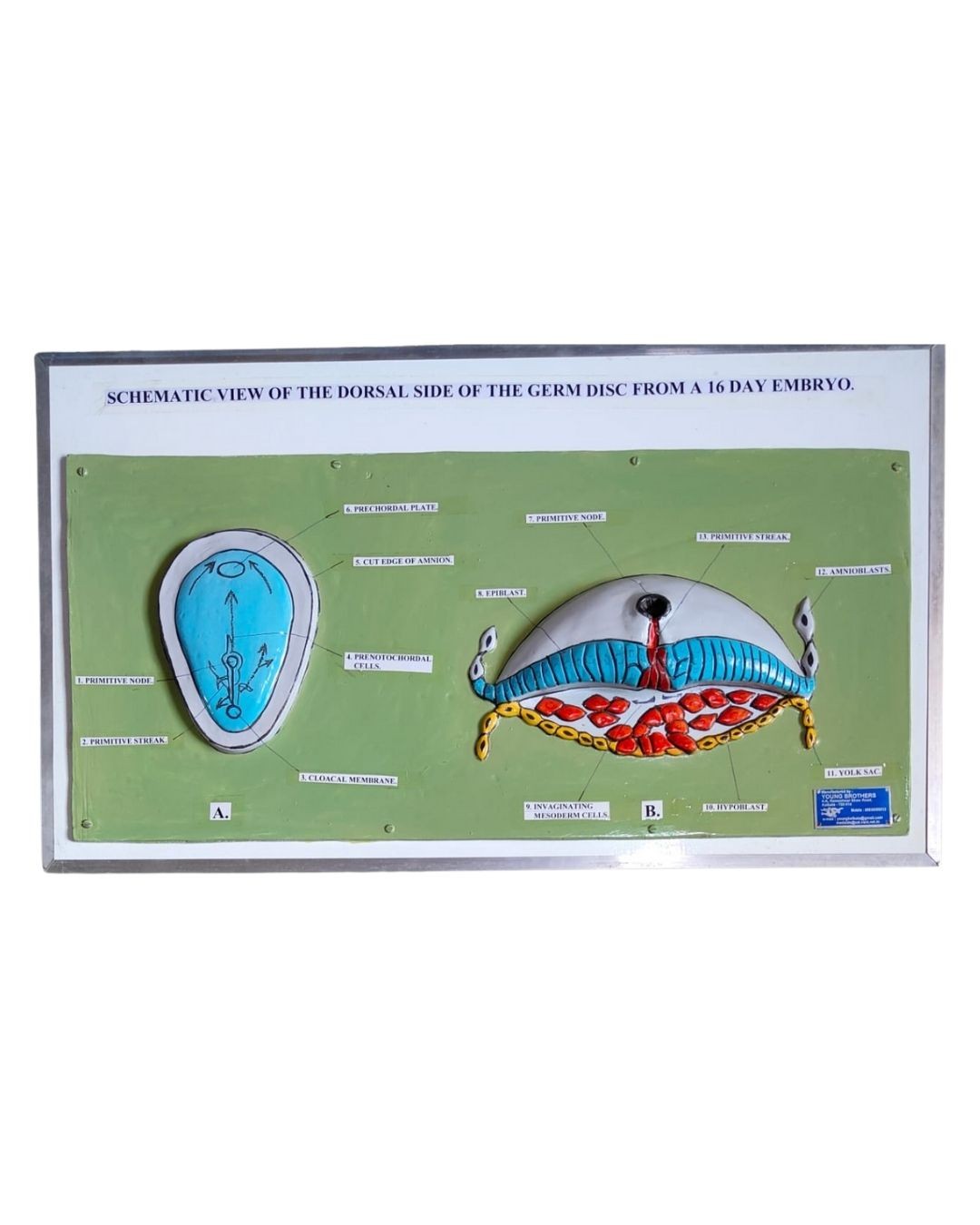 Schematic View of Dorsal Side of Germ Disc (16-Day Embryo)