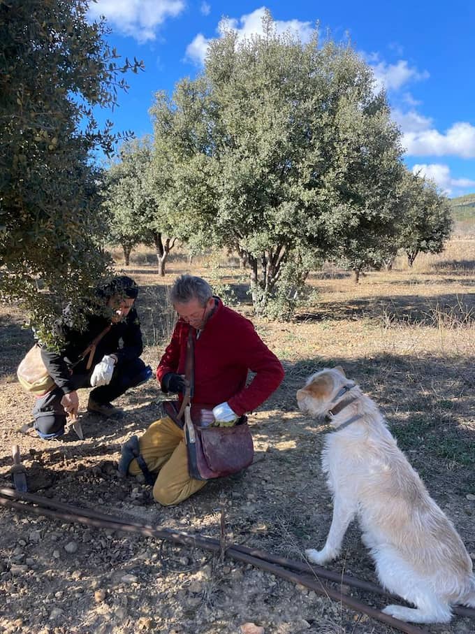 Mature irrigated truffle plantation