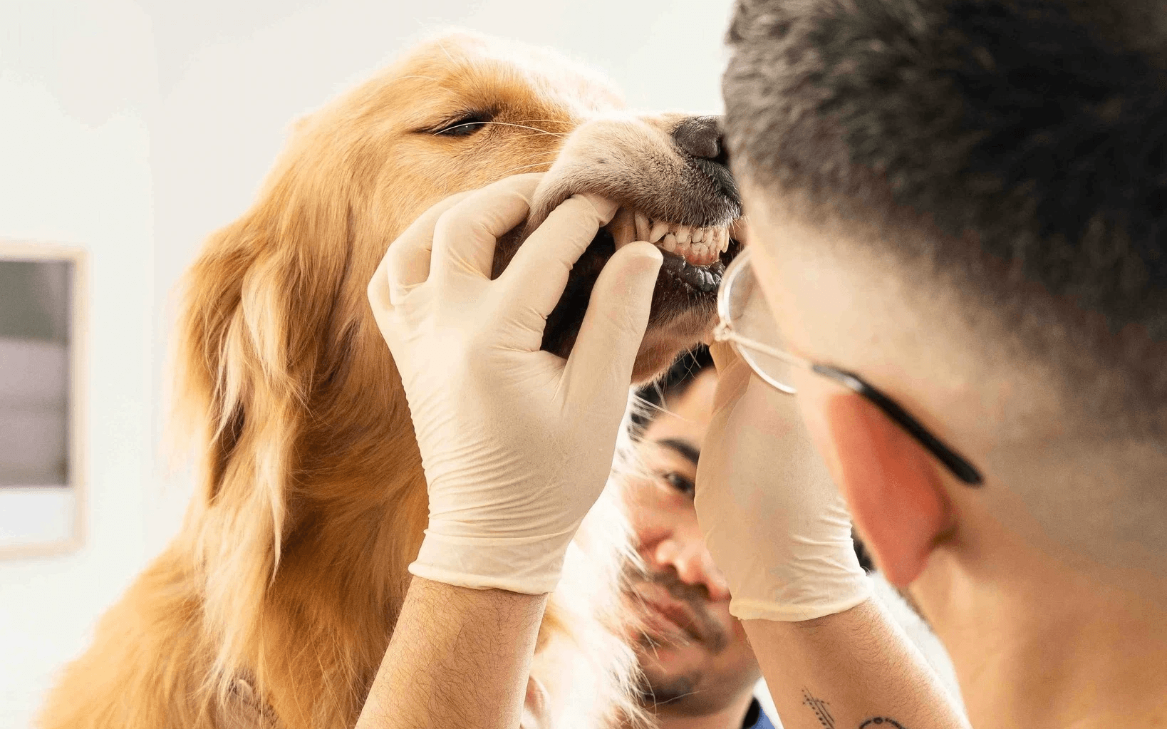 A veterinarian holding a dog for pet care, ensuring good dog dental hygiene by Invisalign Center