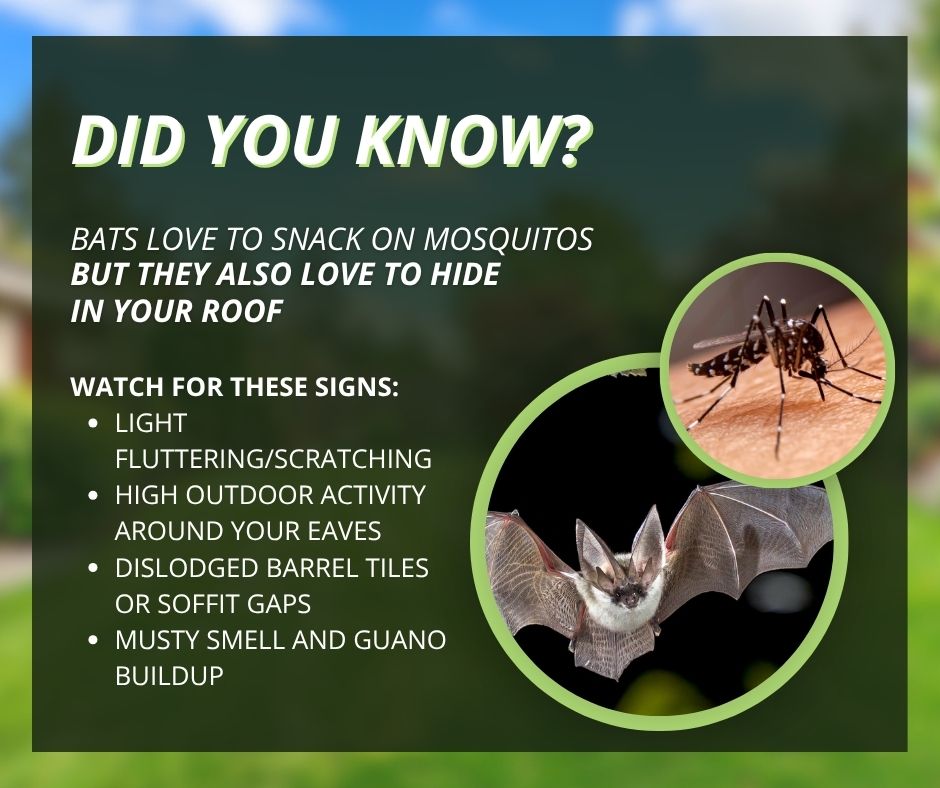 An infographic titled "Did You Know?" detailing signs of bats in roofs alongside images of a mosquito and a bat in flight.