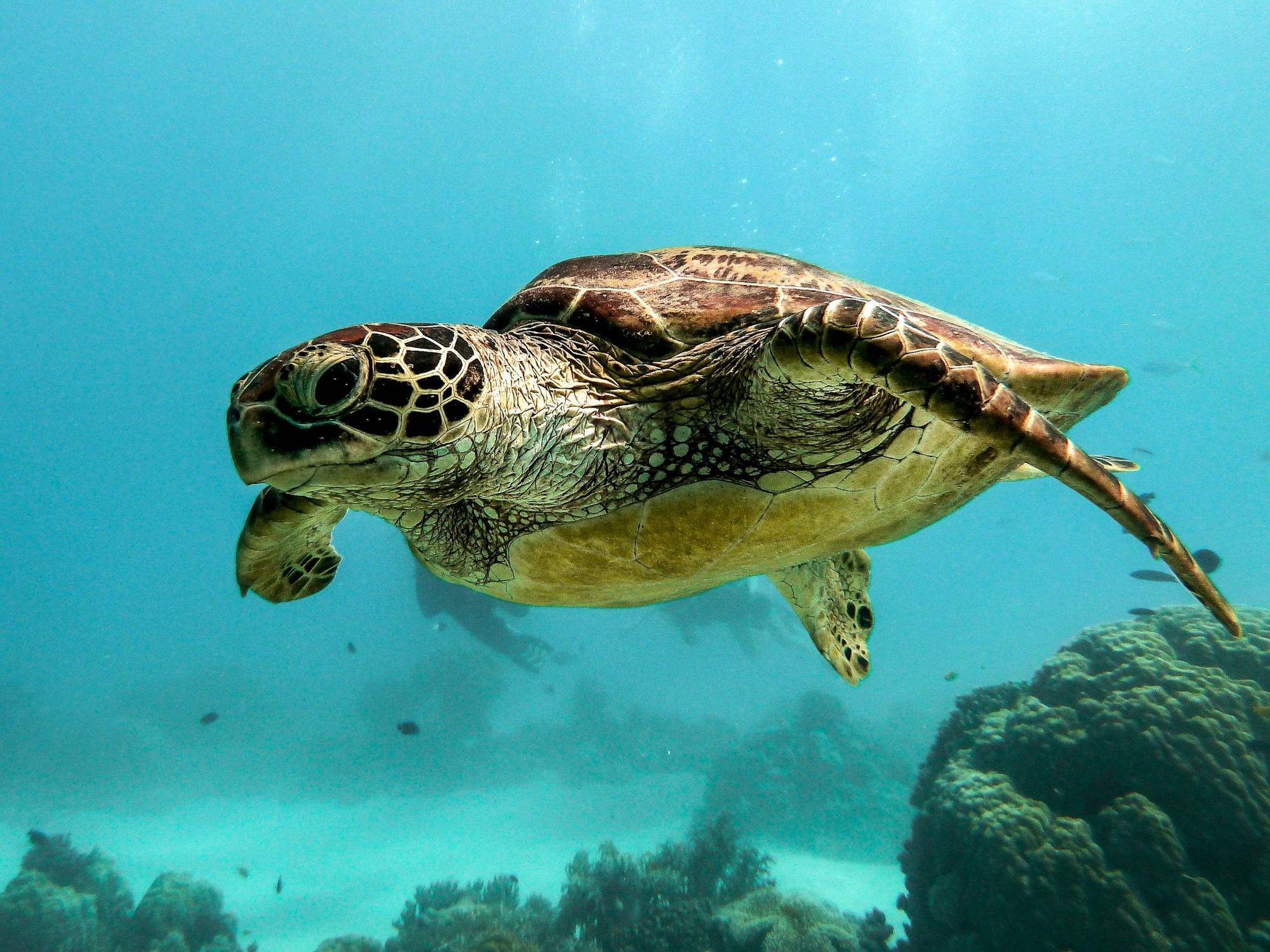 House reef snorkel