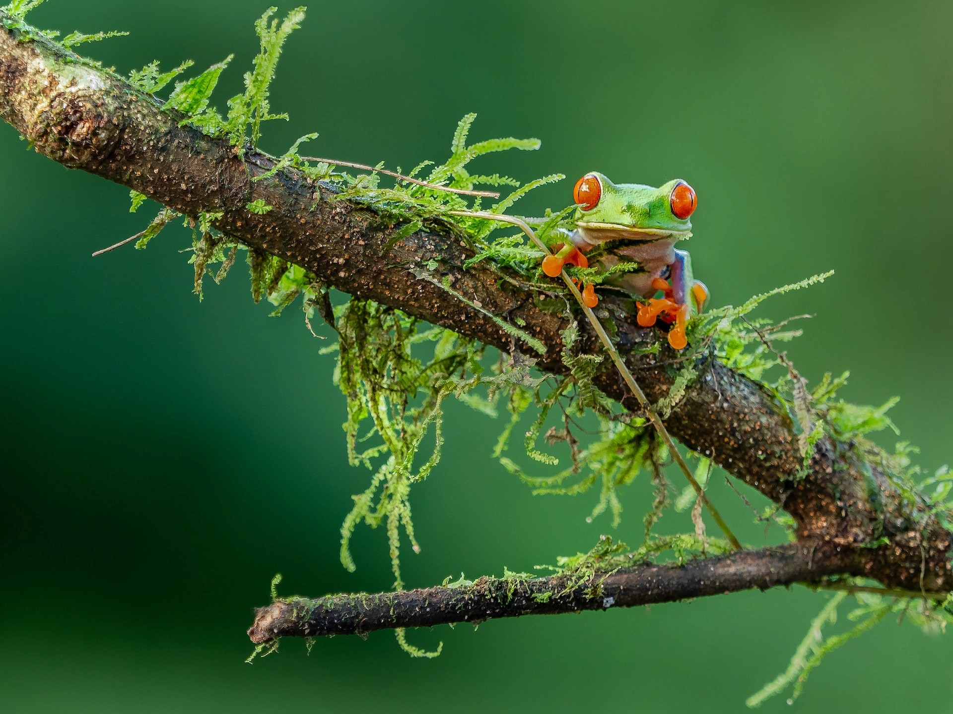An image of a frog on a branch showing wildlife