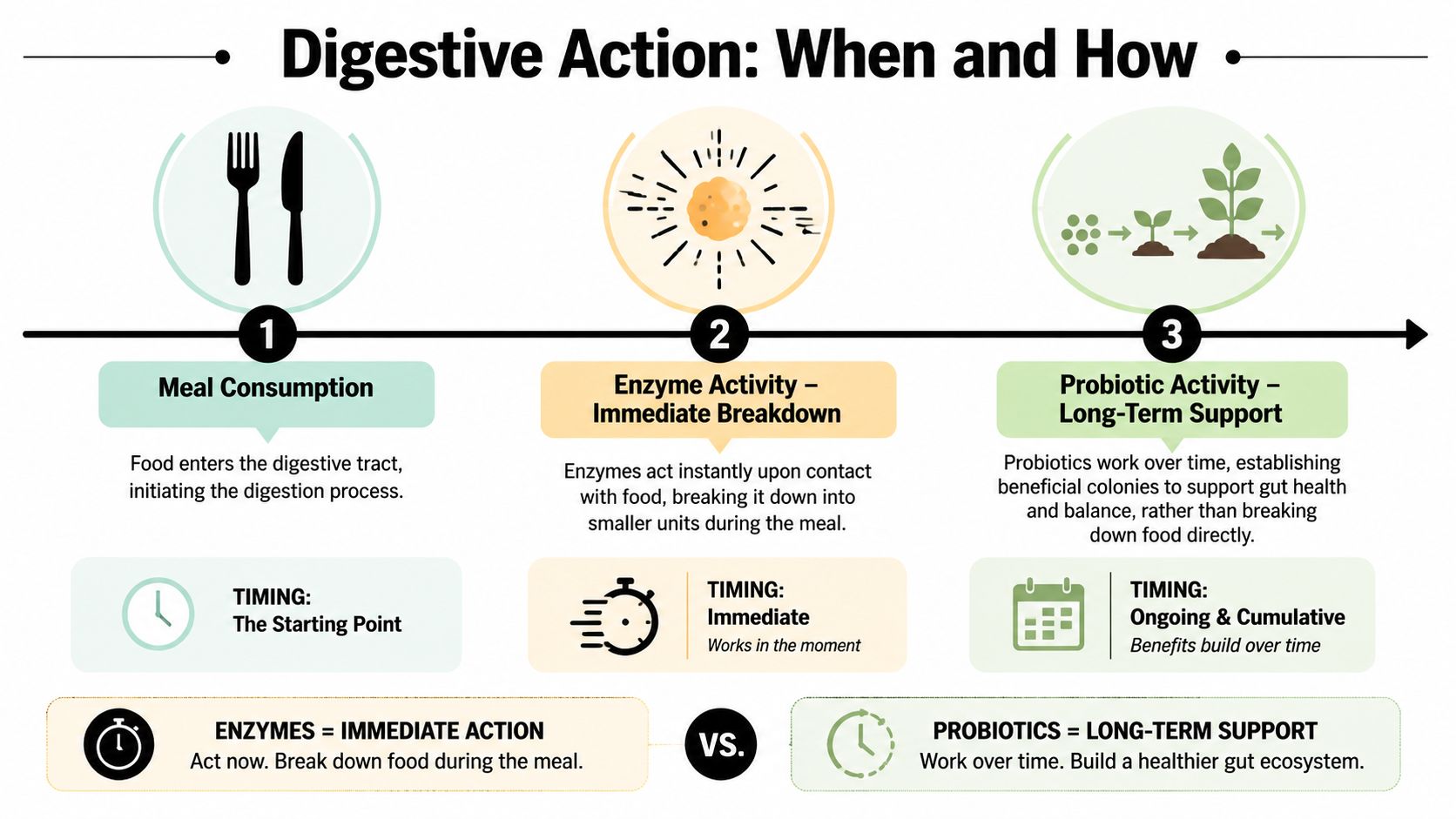 An infographic showing the digestive process, comparing the immediate effects of enzymes with the long-term benefits of probiotics.