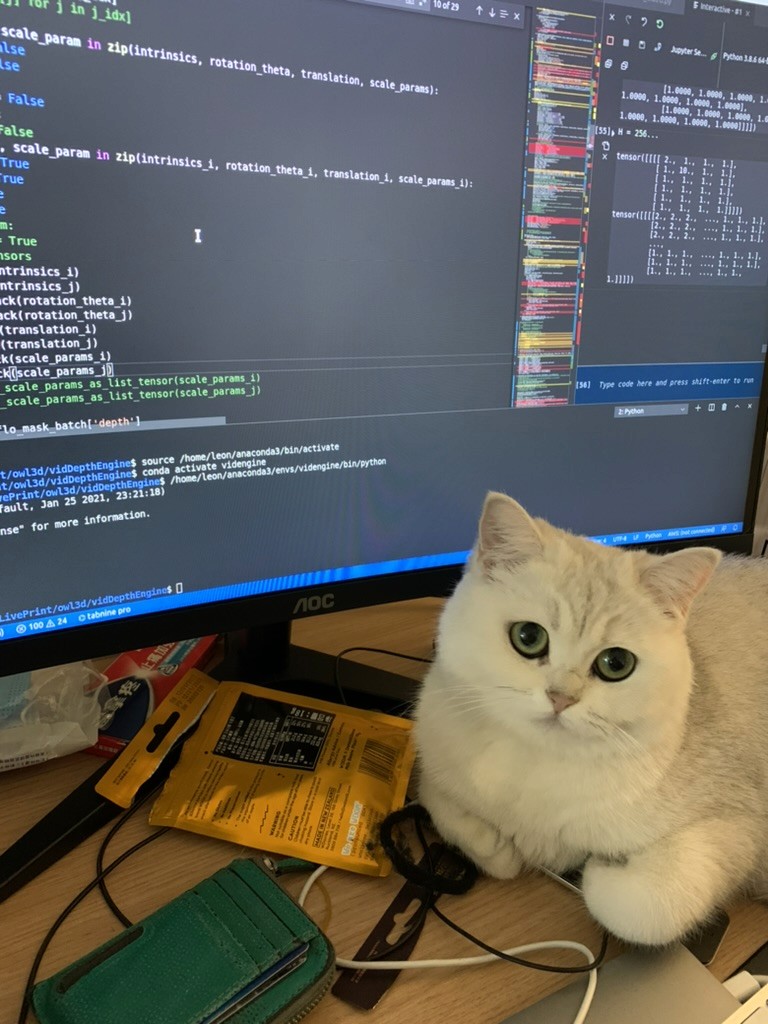 My cat Mimi watching me code.