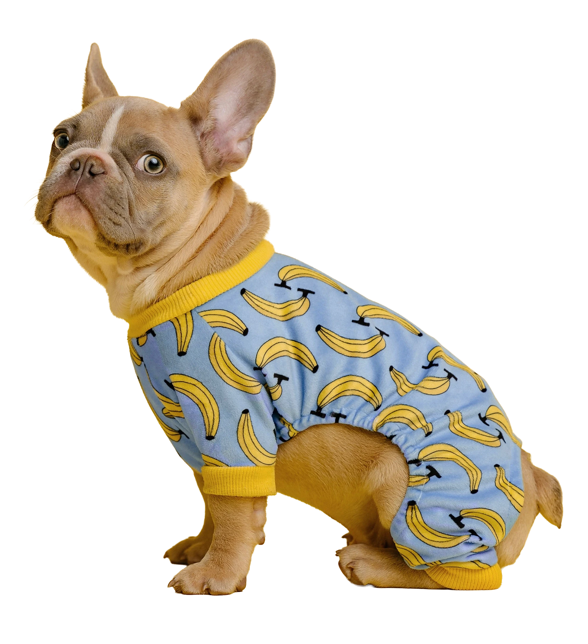 Small pug in a banana themed pijama.