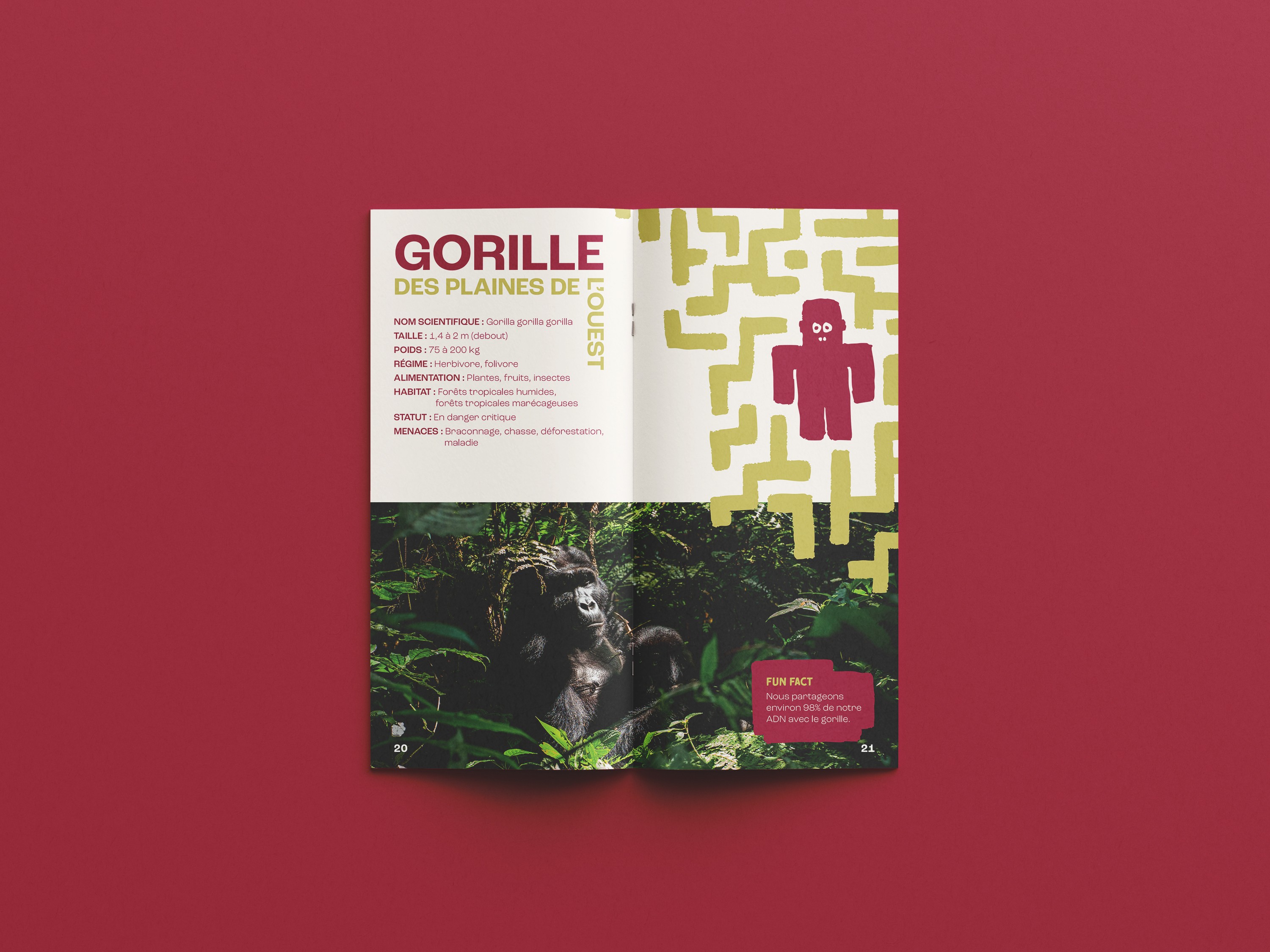 Double page sur le gorille