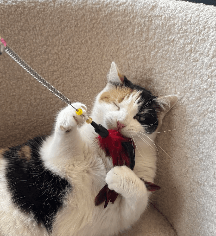 chat-noir-blanc-jouet-client